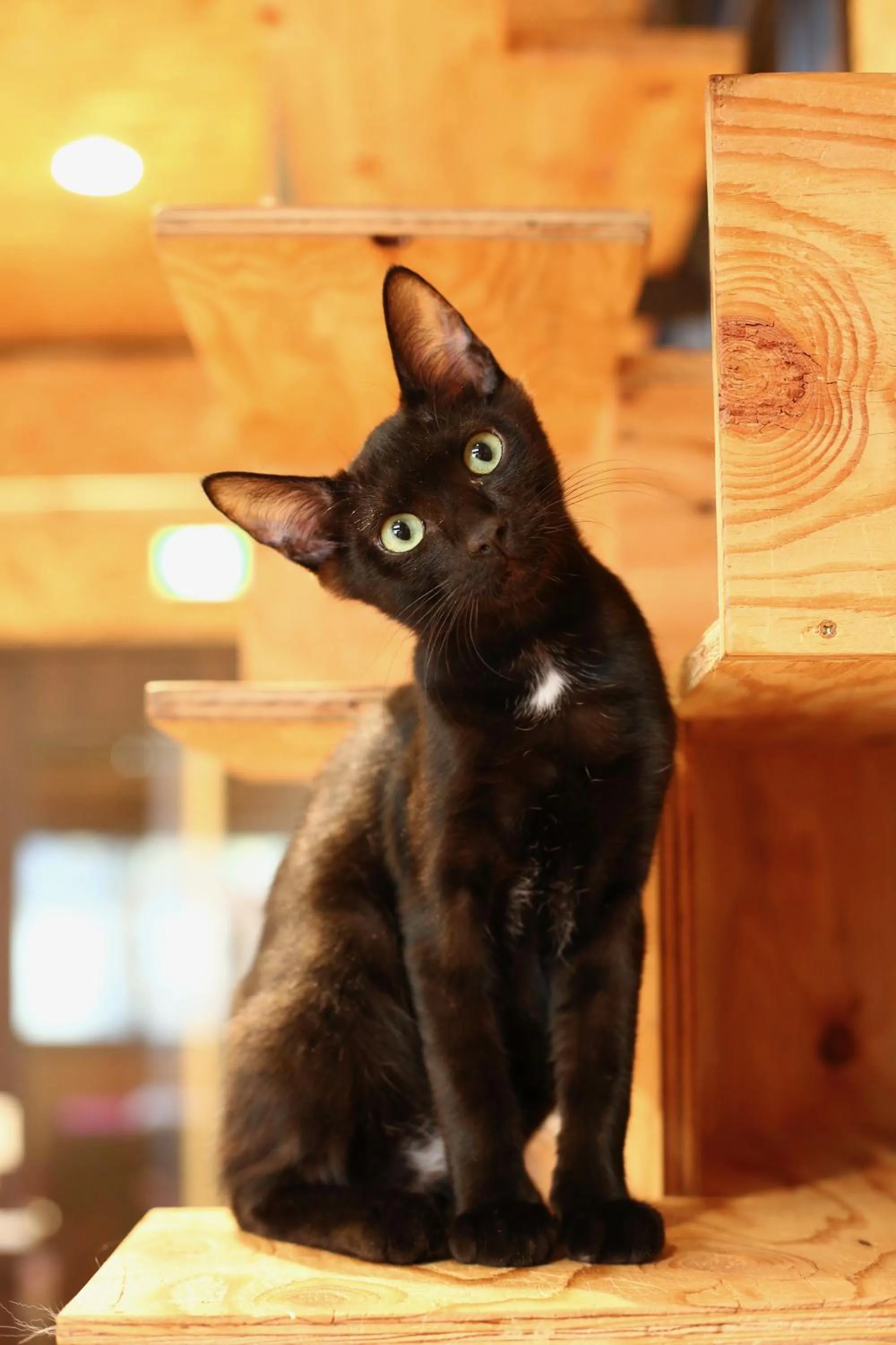 Animals in Nekokura Hostel