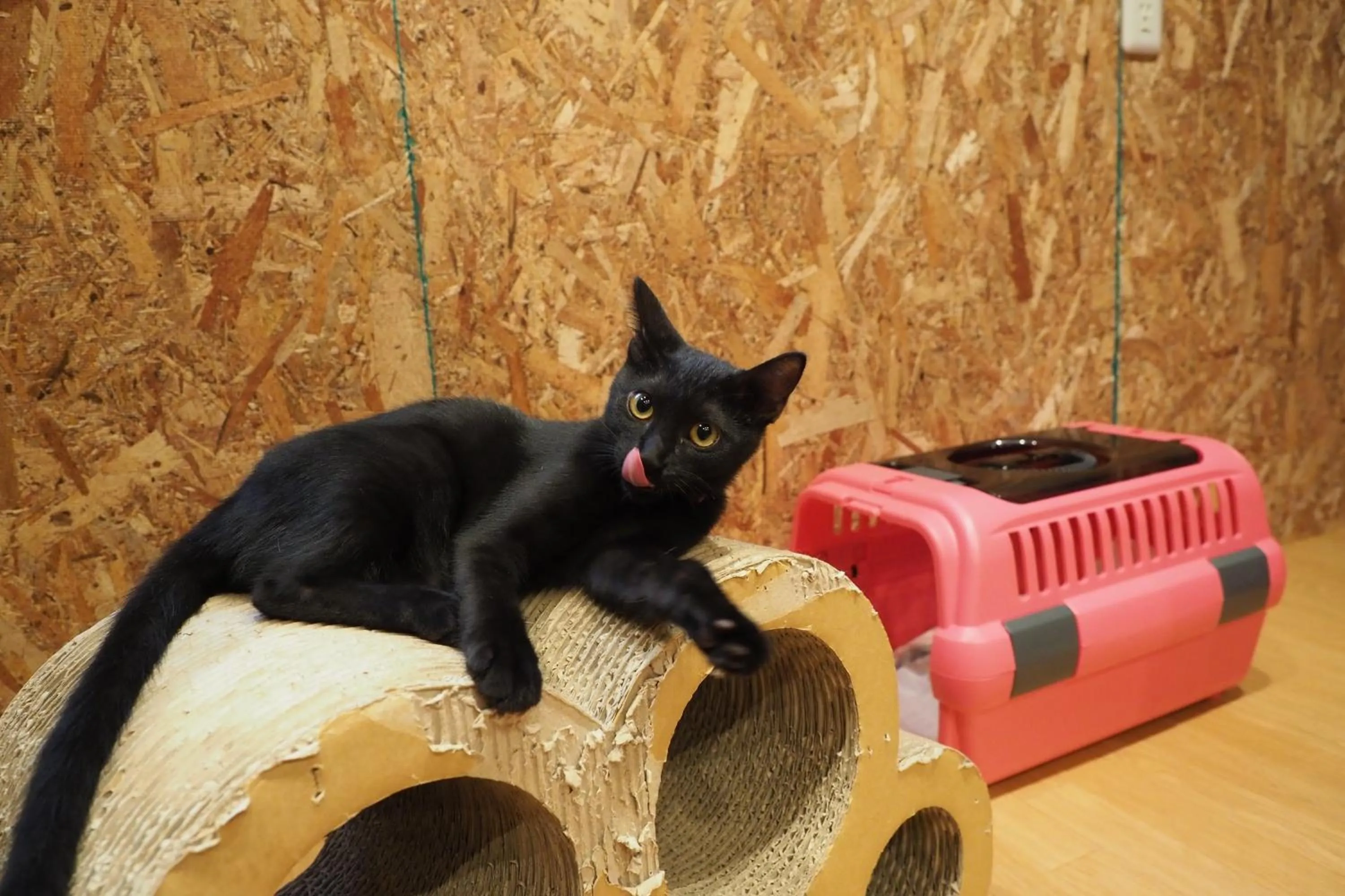 Animals in Nekokura Hostel