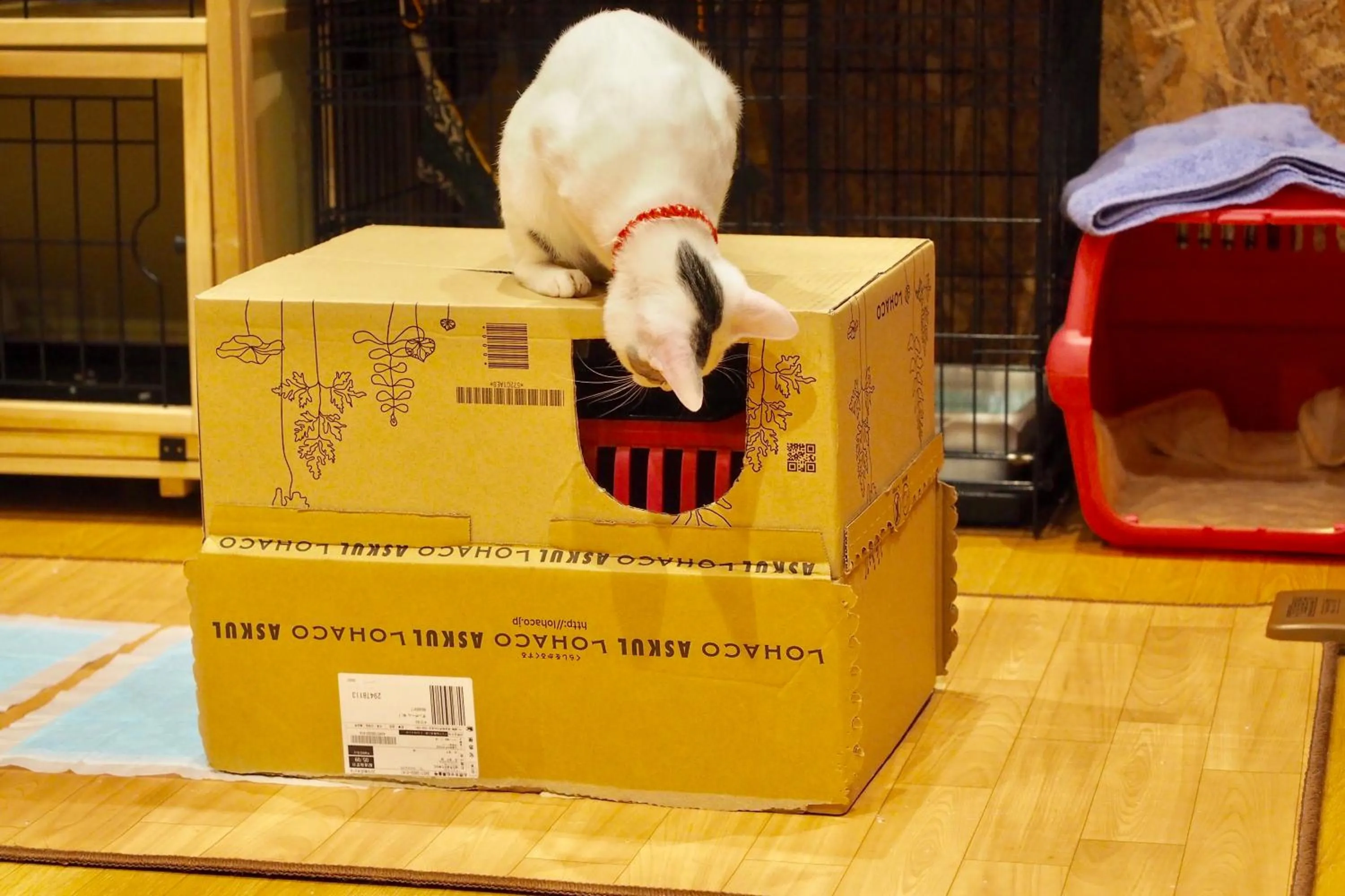 Animals in Nekokura Hostel