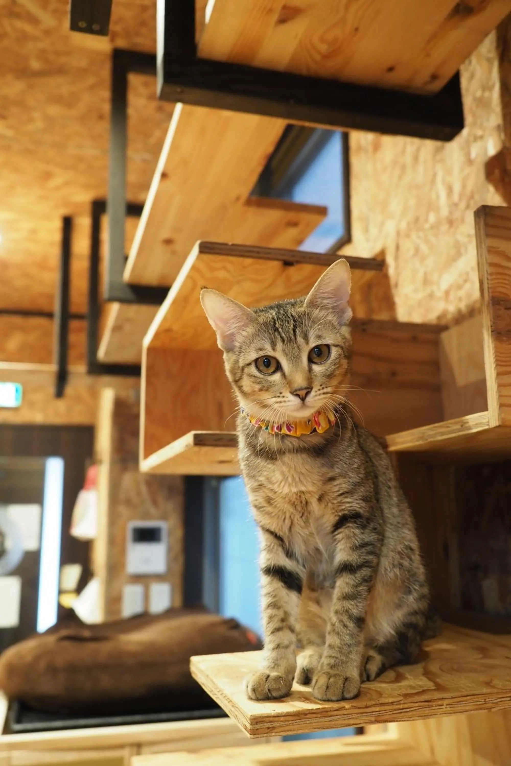 Animals in Nekokura Hostel