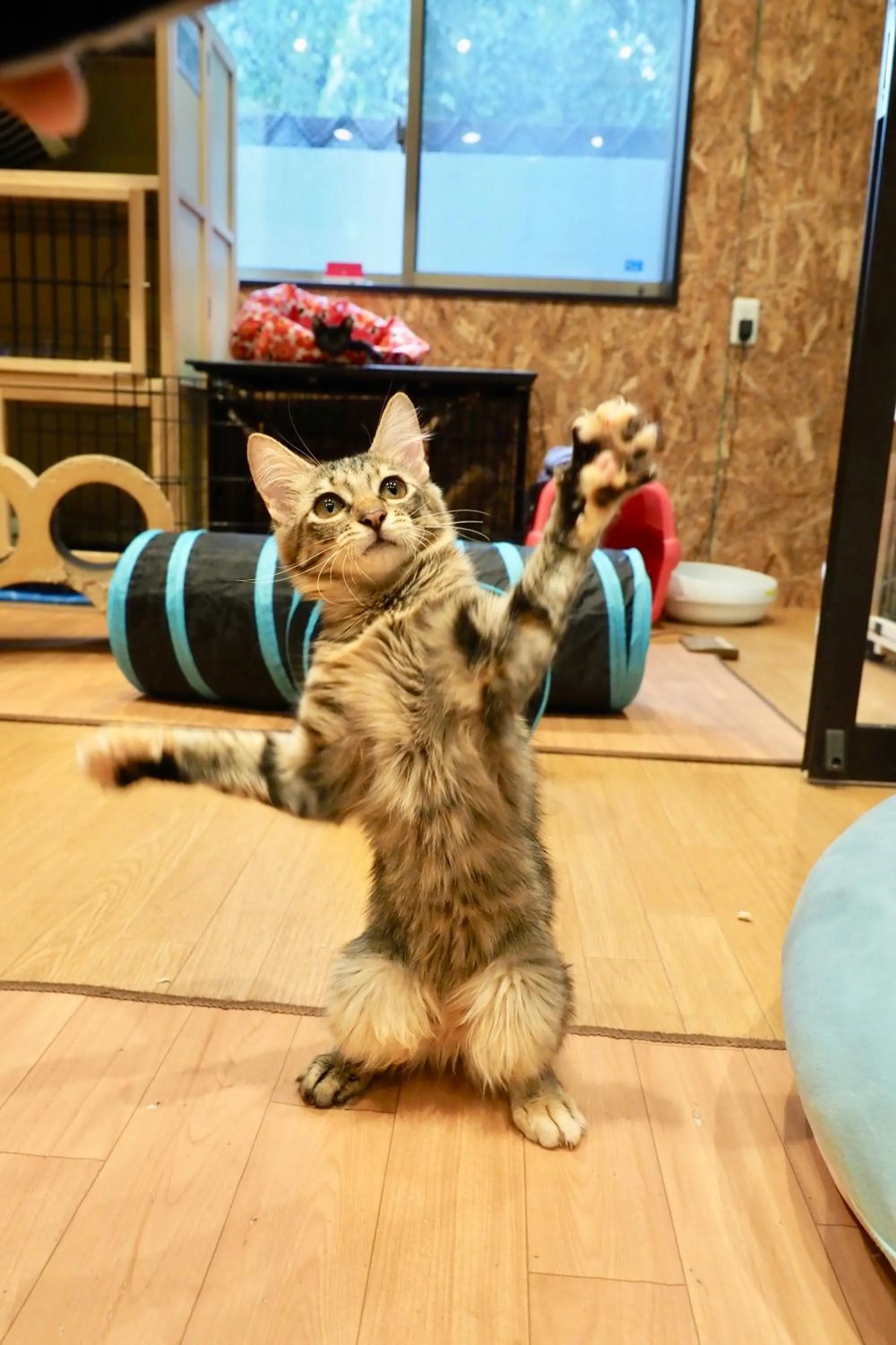 Animals in Nekokura Hostel