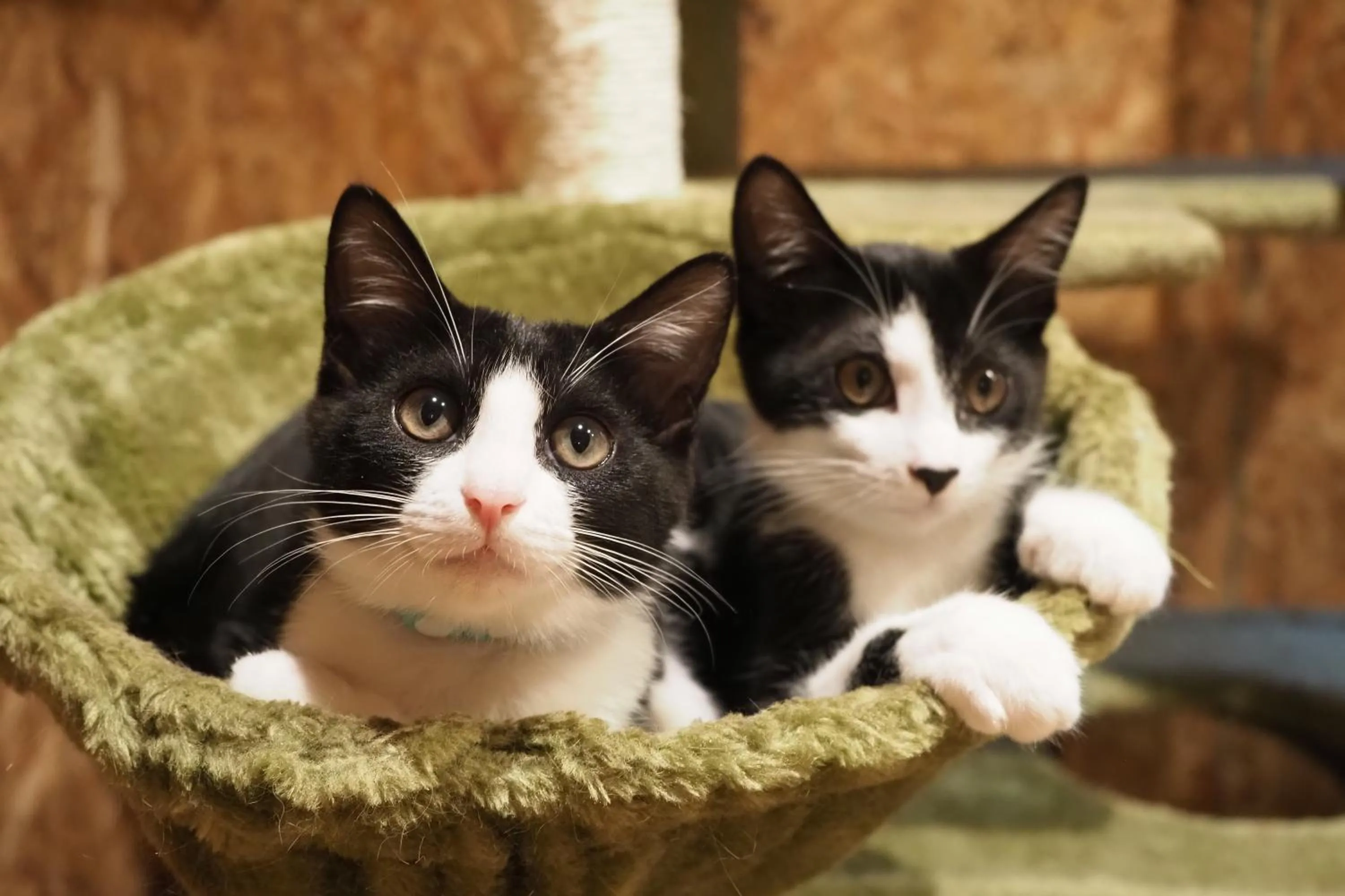 Animals in Nekokura Hostel