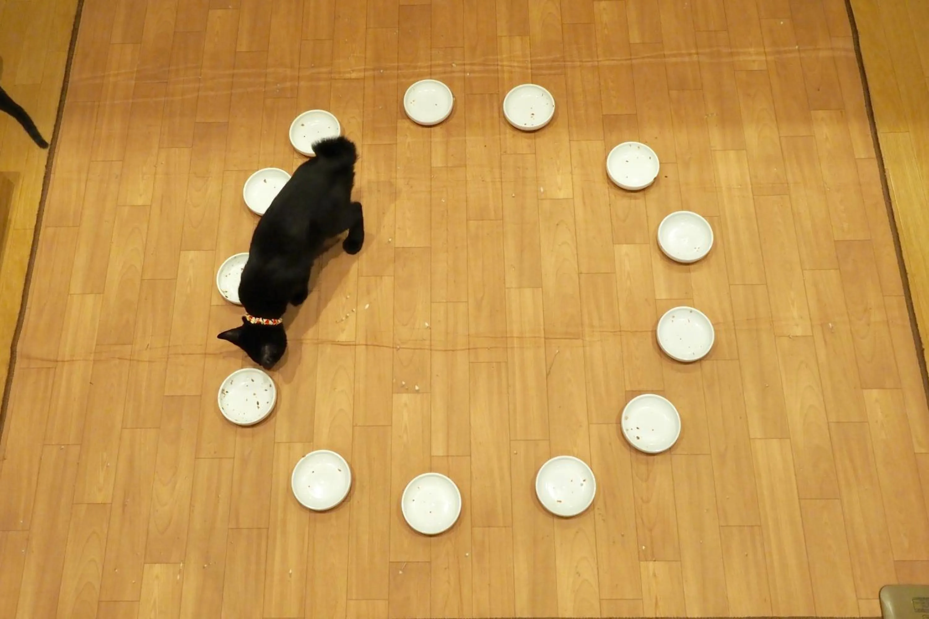 Animals in Nekokura Hostel