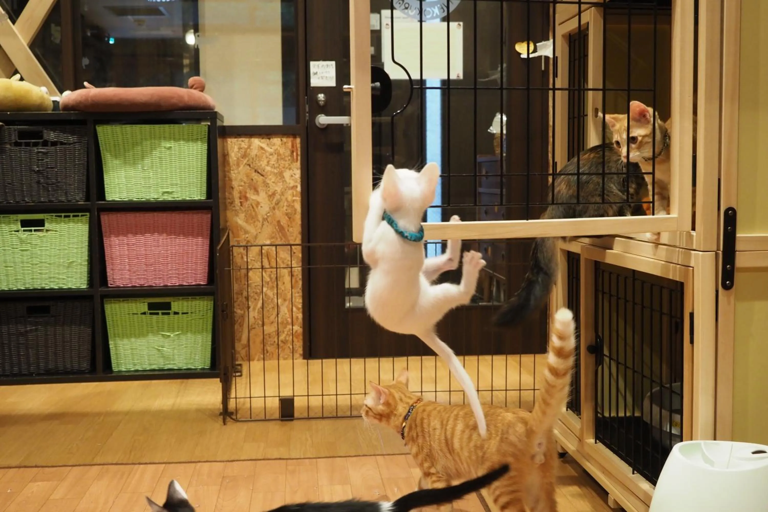 Animals in Nekokura Hostel