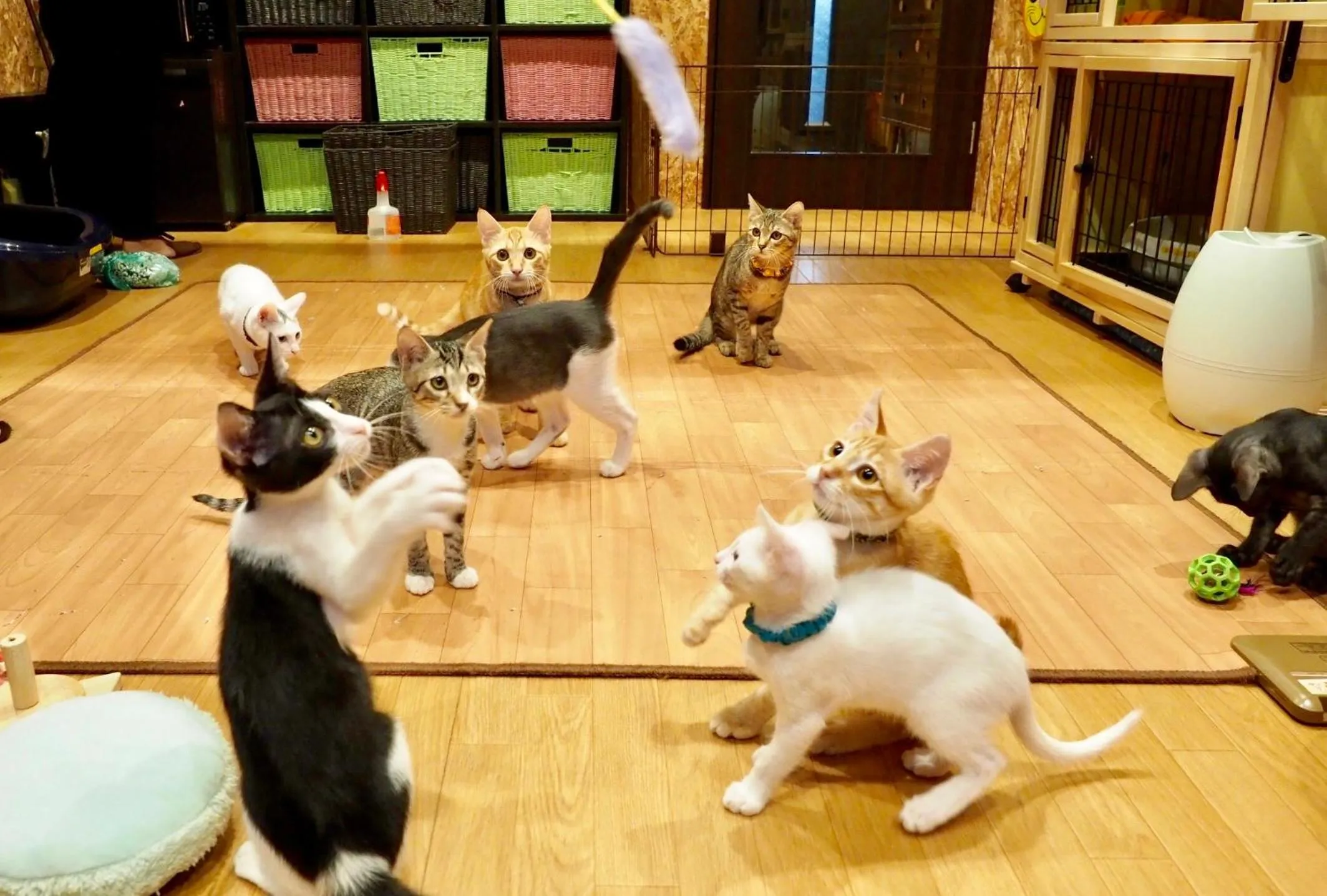 Animals in Nekokura Hostel