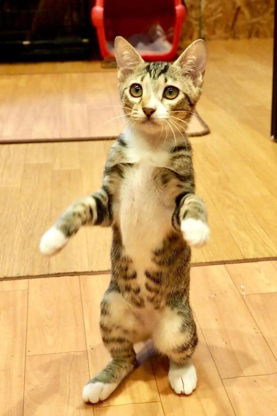 Animals in Nekokura Hostel