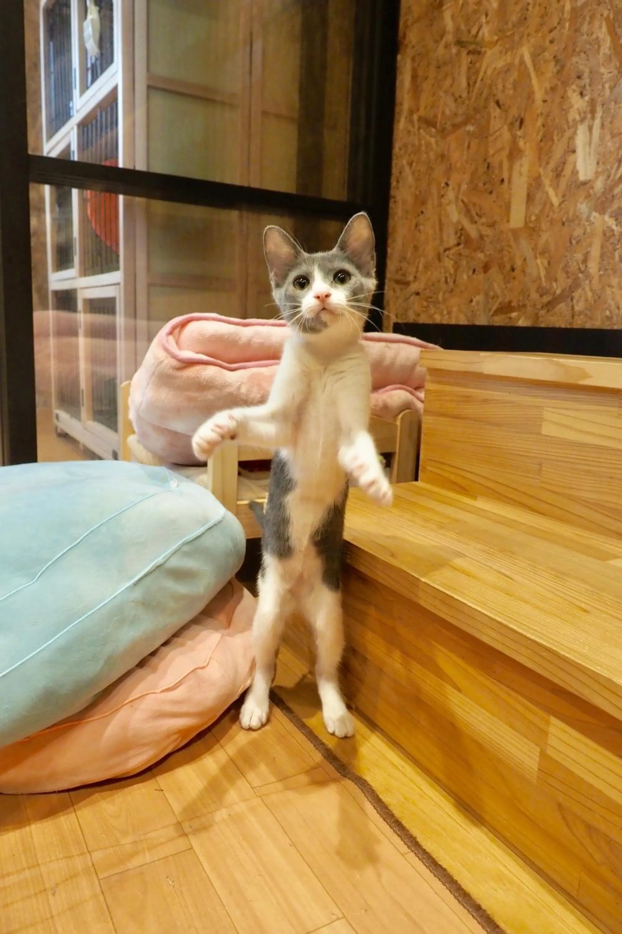 Animals in Nekokura Hostel