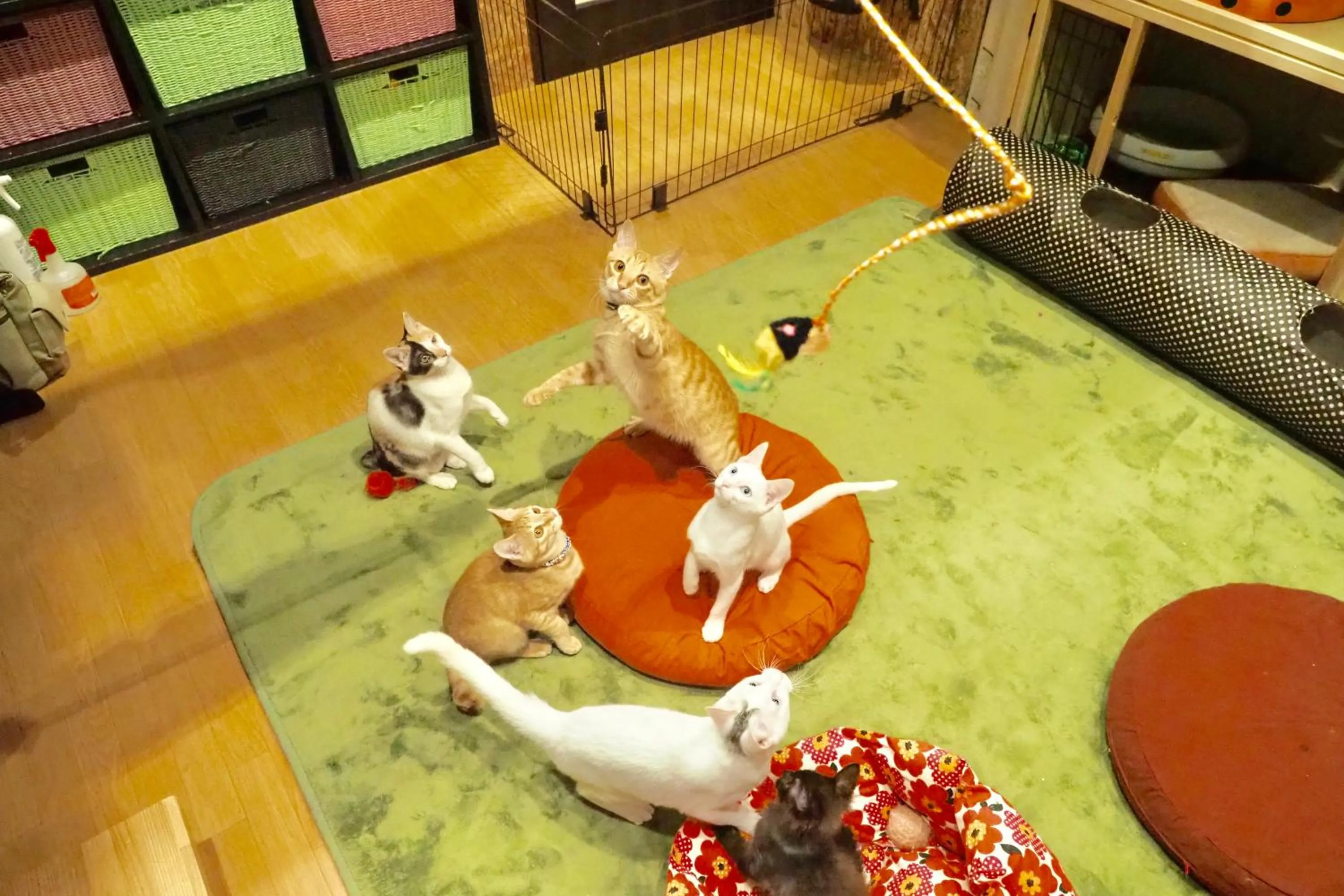 Animals in Nekokura Hostel