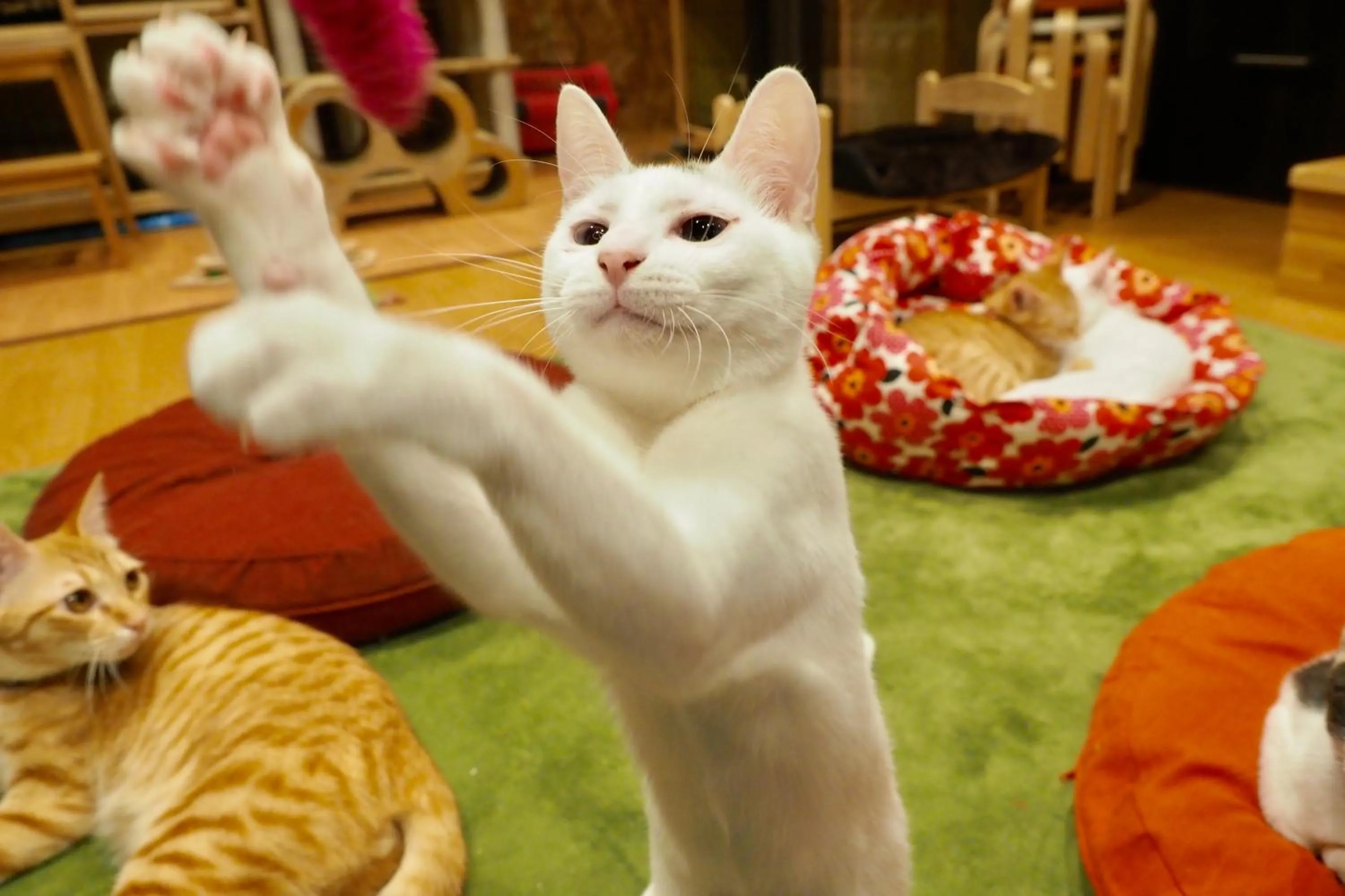 Animals in Nekokura Hostel