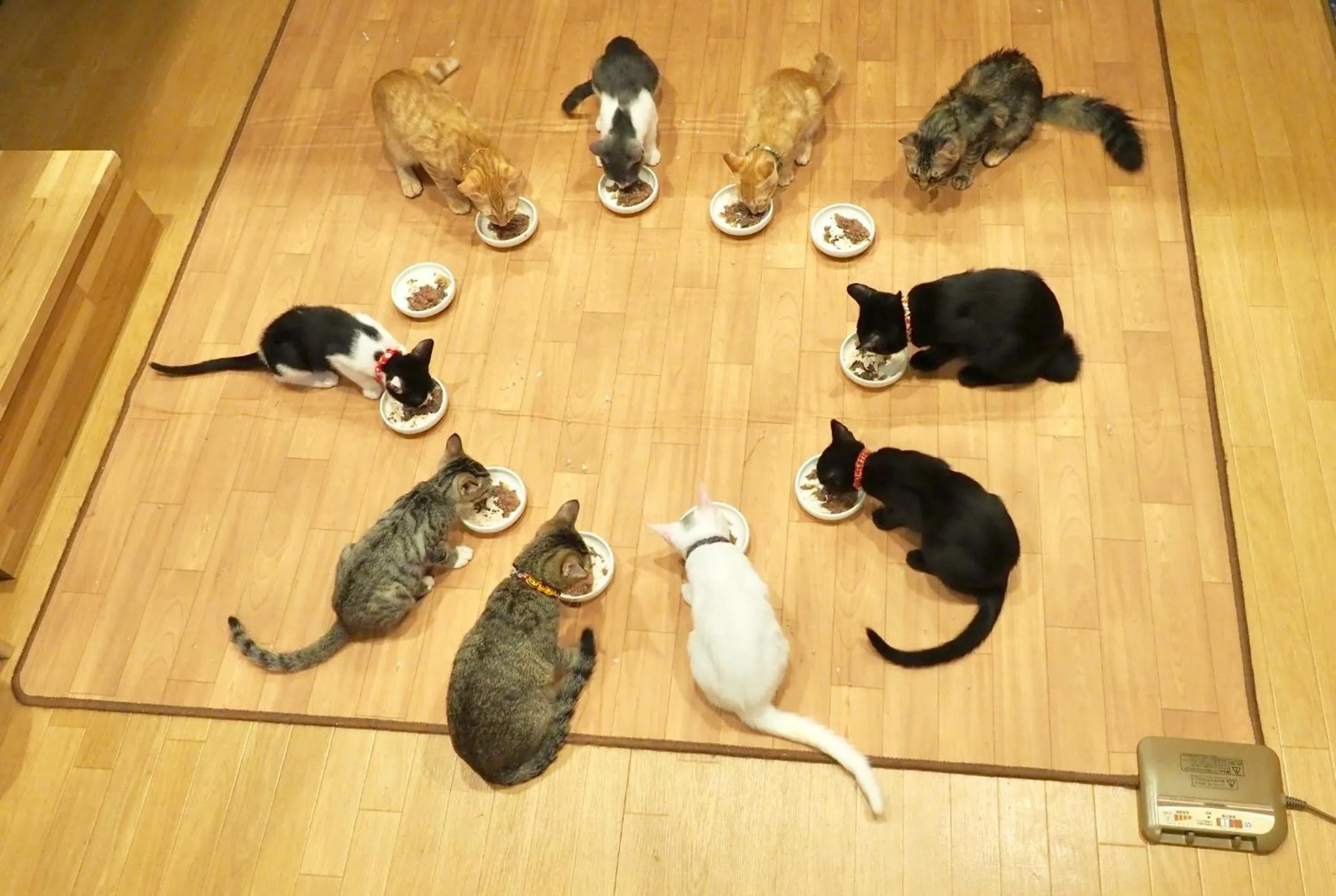 Animals in Nekokura Hostel