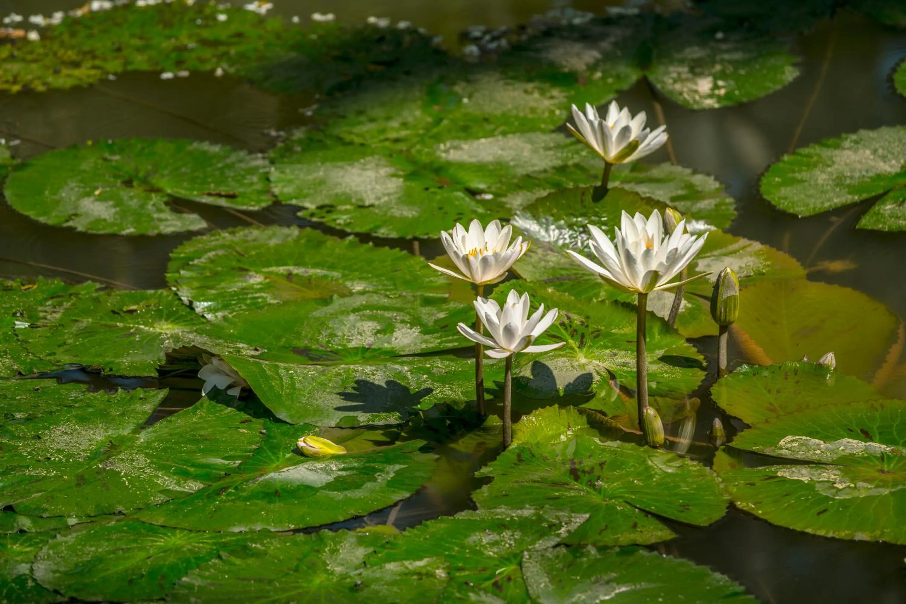 Garden in Parasol Blanc