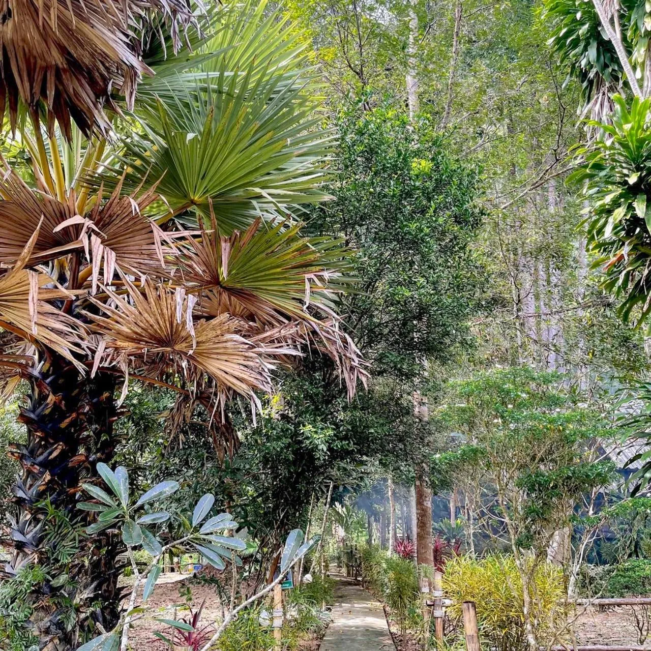 Garden view in Khao Sok Green Mountain View