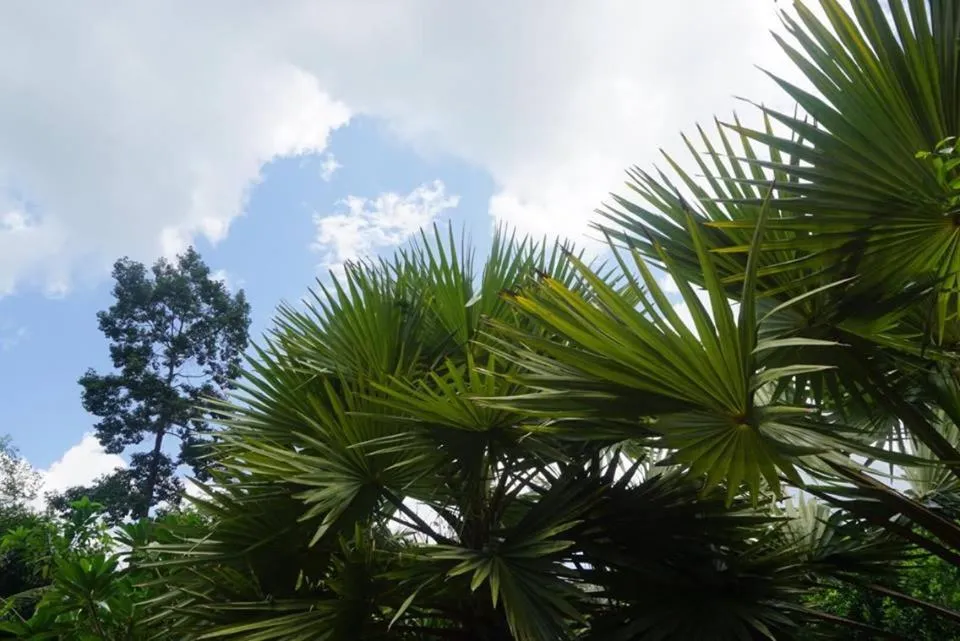 Property building in Khao Sok Green Mountain View