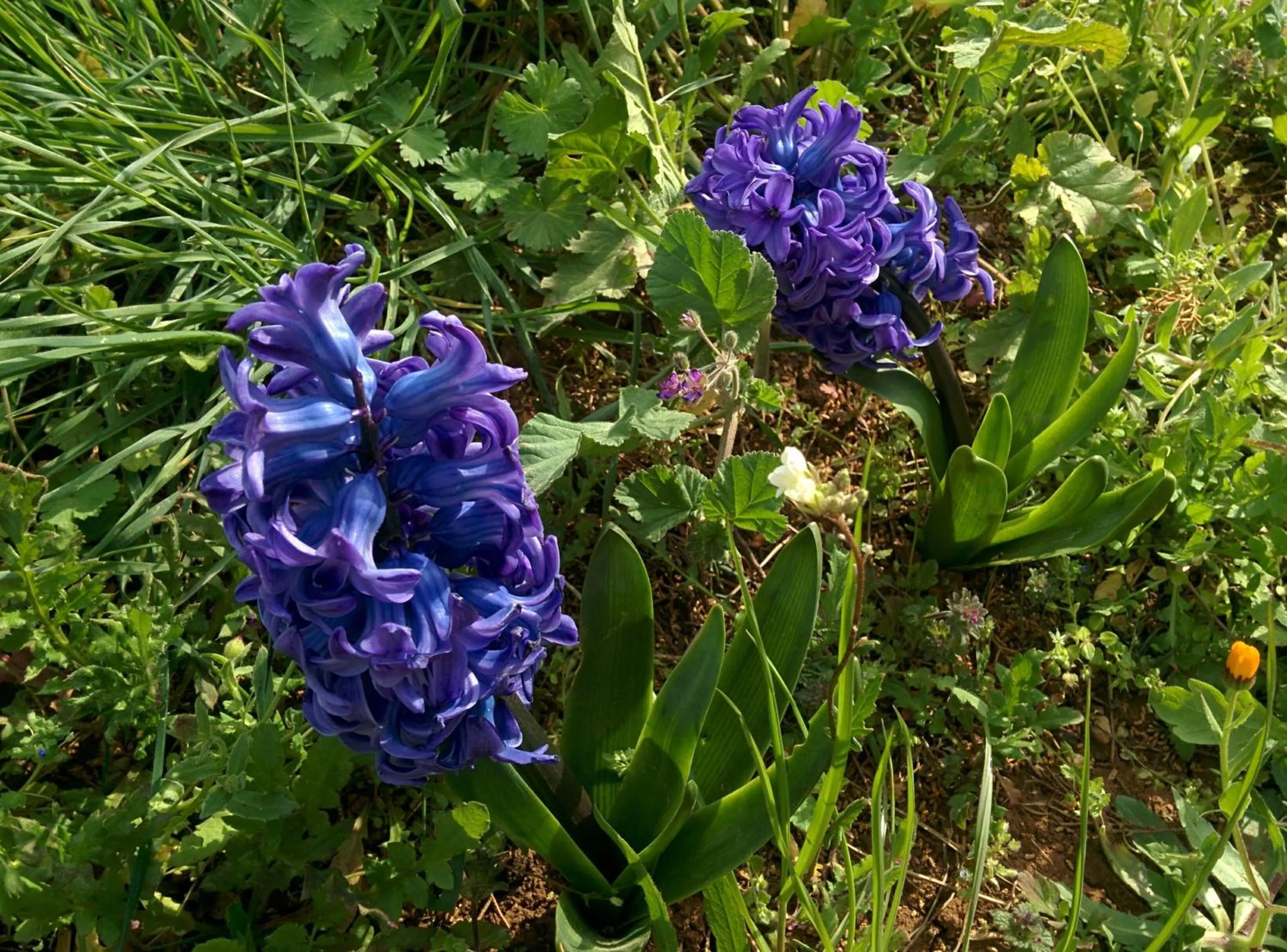 Garden in Villa 2 Fields
