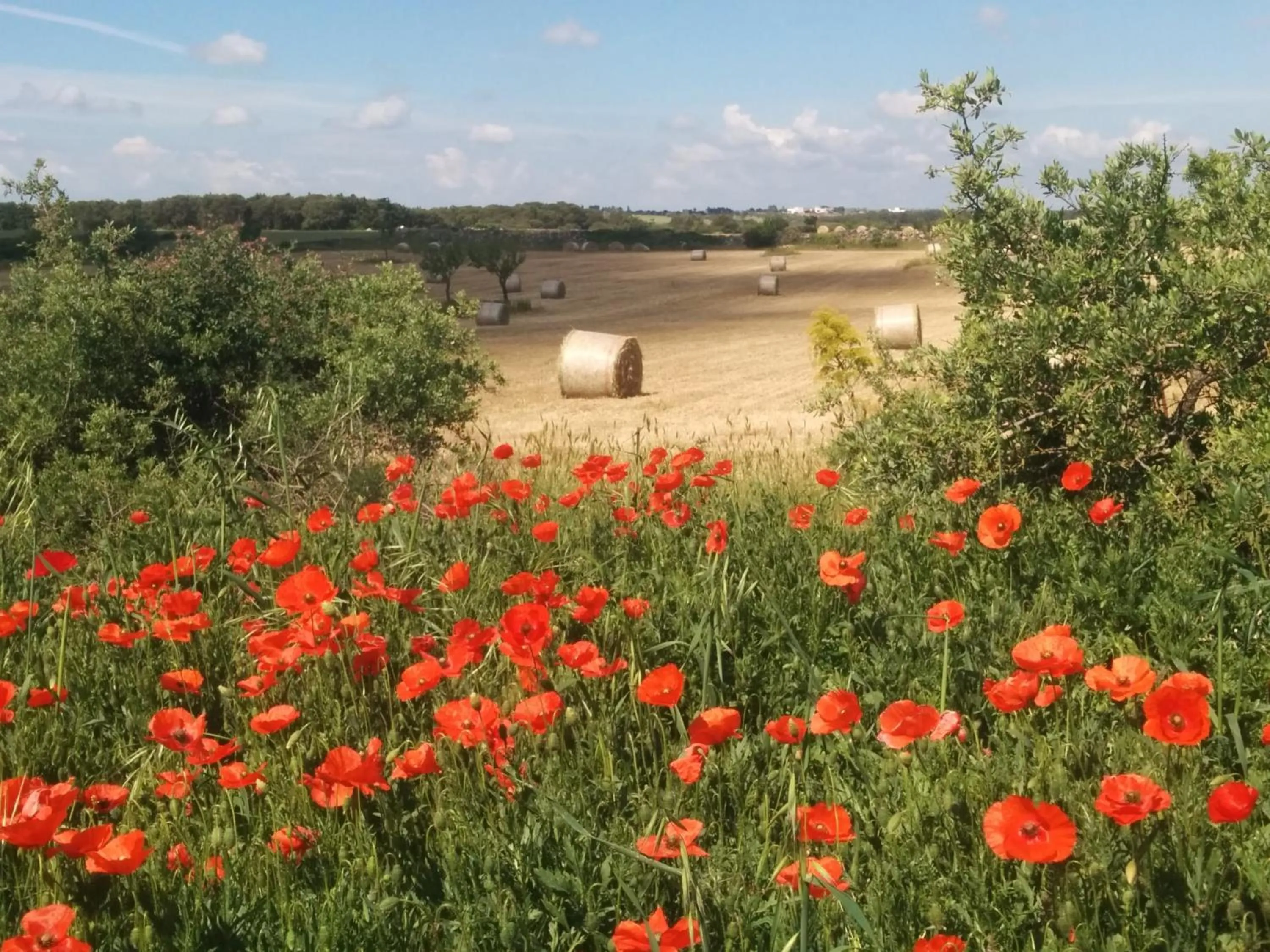 Garden view in Villa 2 Fields