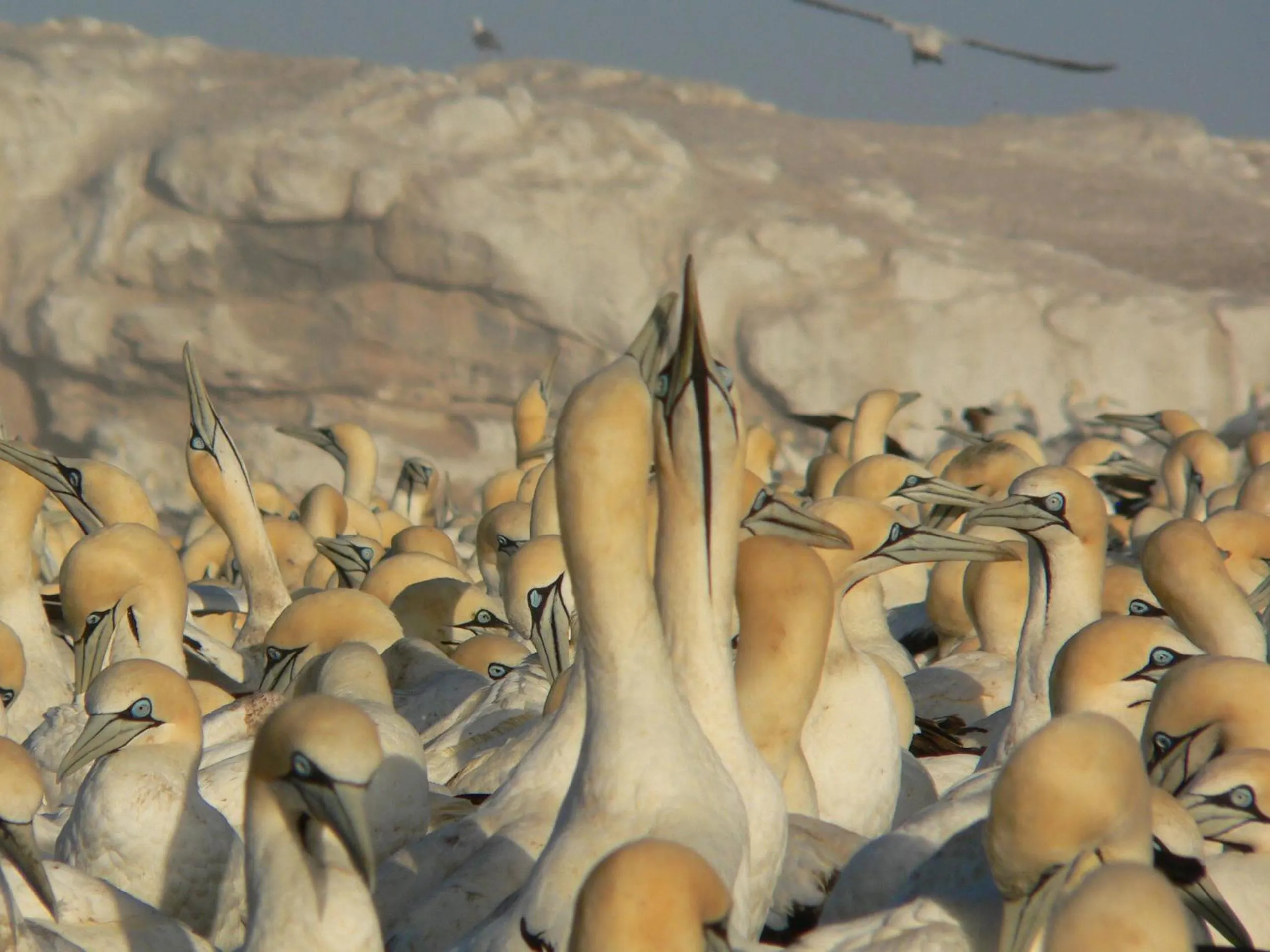 Animals in Lamberts Bay Hotel