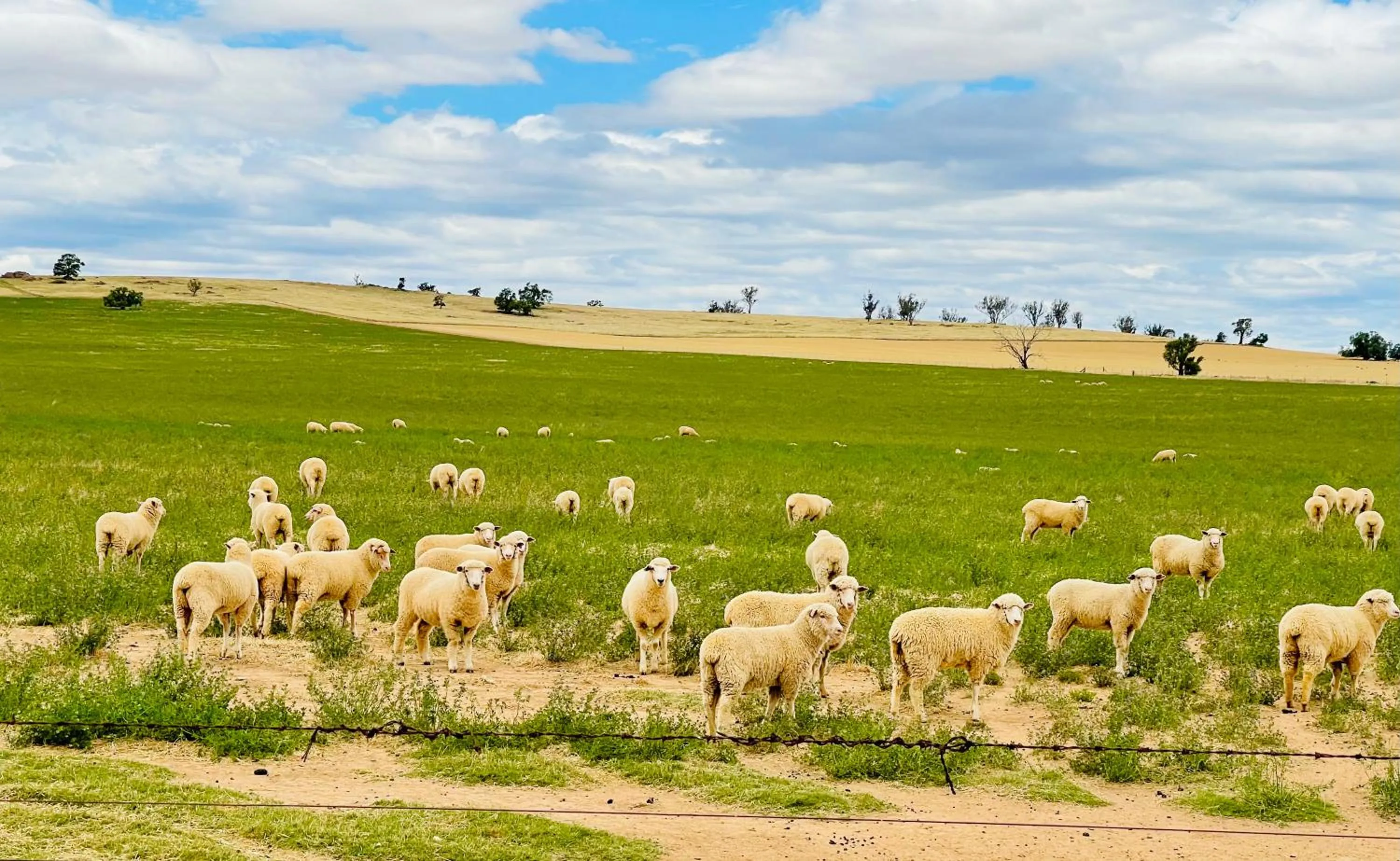 Natural landscape in Junee Motor Inn