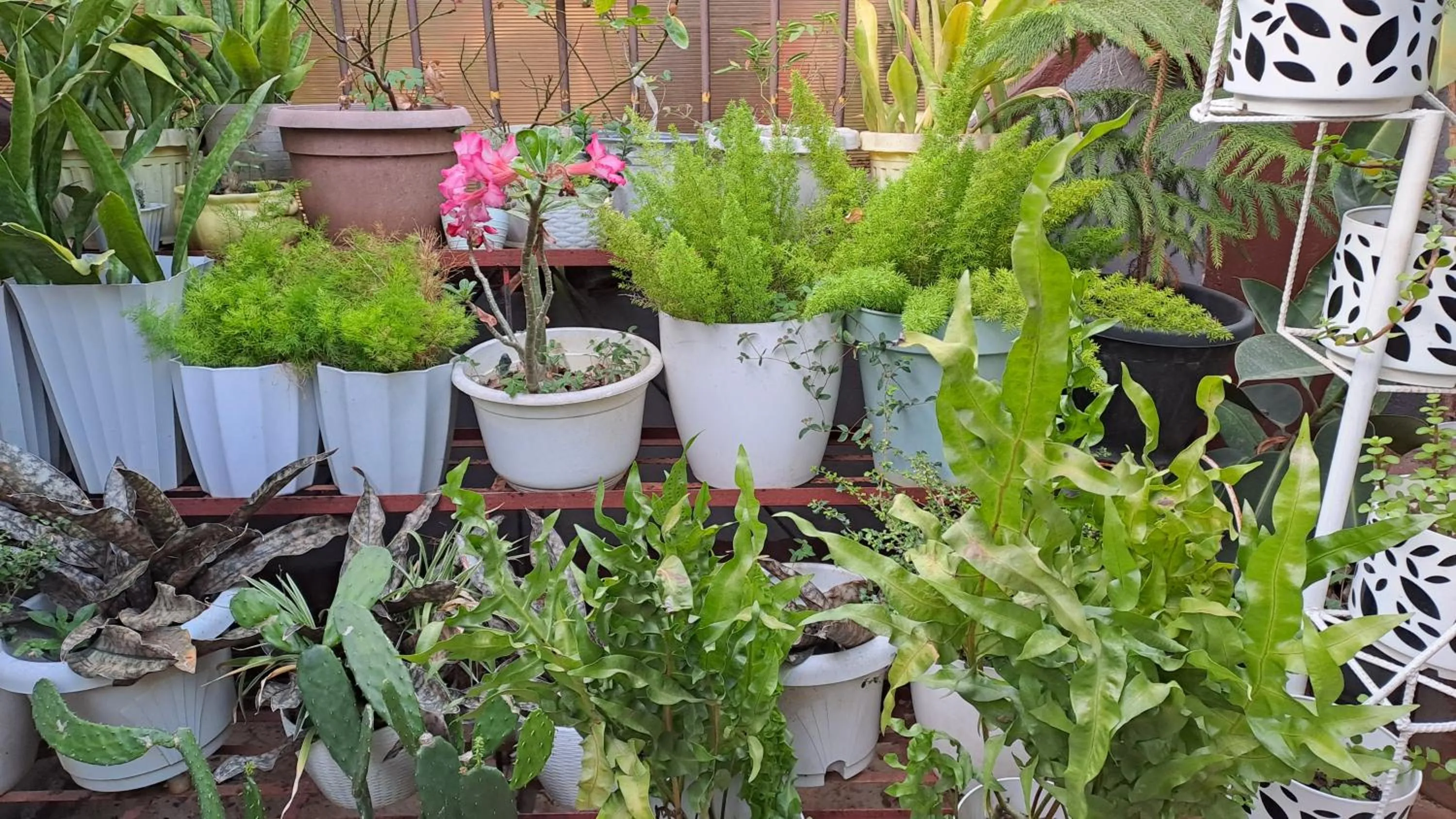 Garden in Dalinda's Homestay