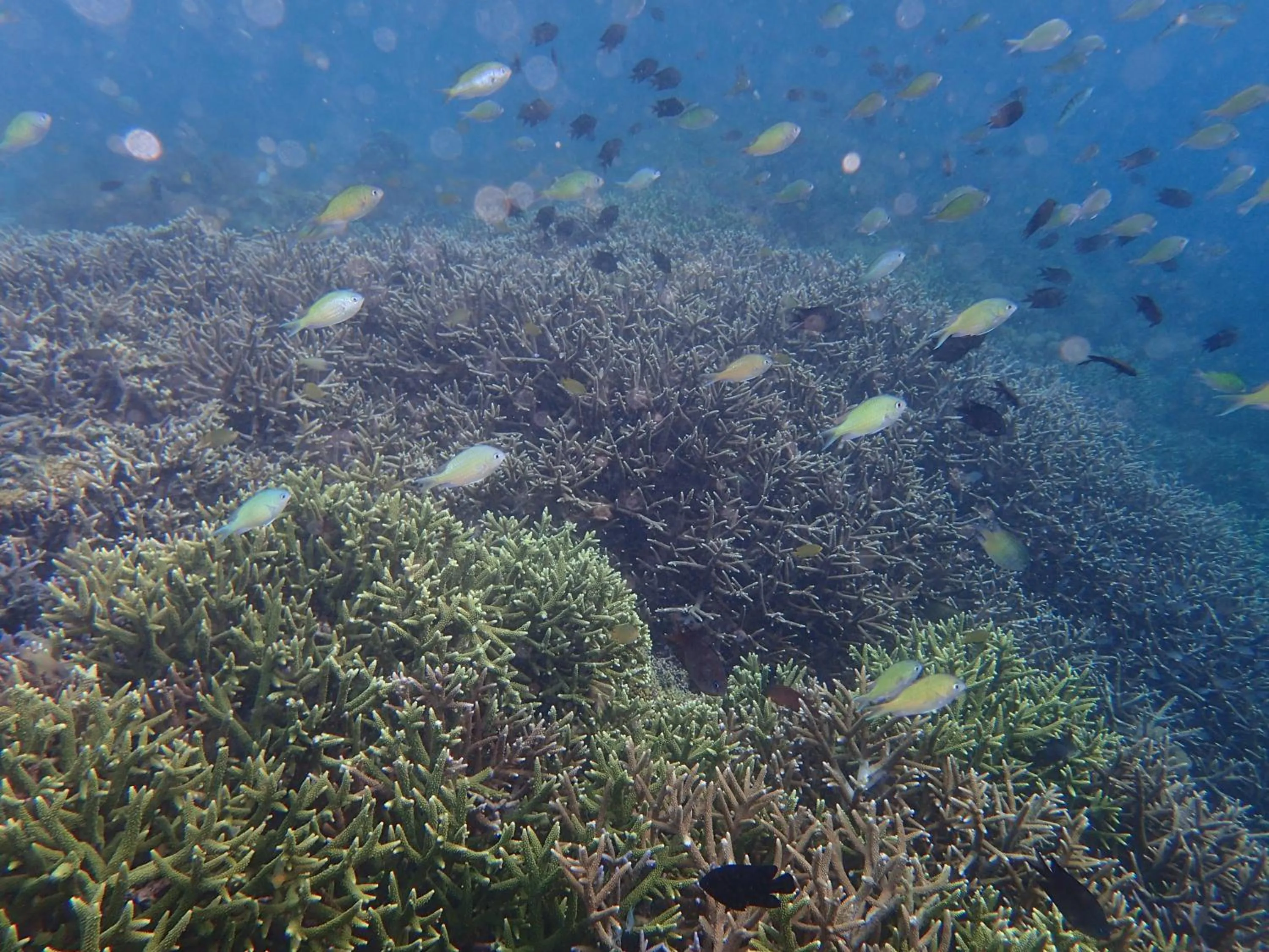 Area and facilities in Bidara Cottage