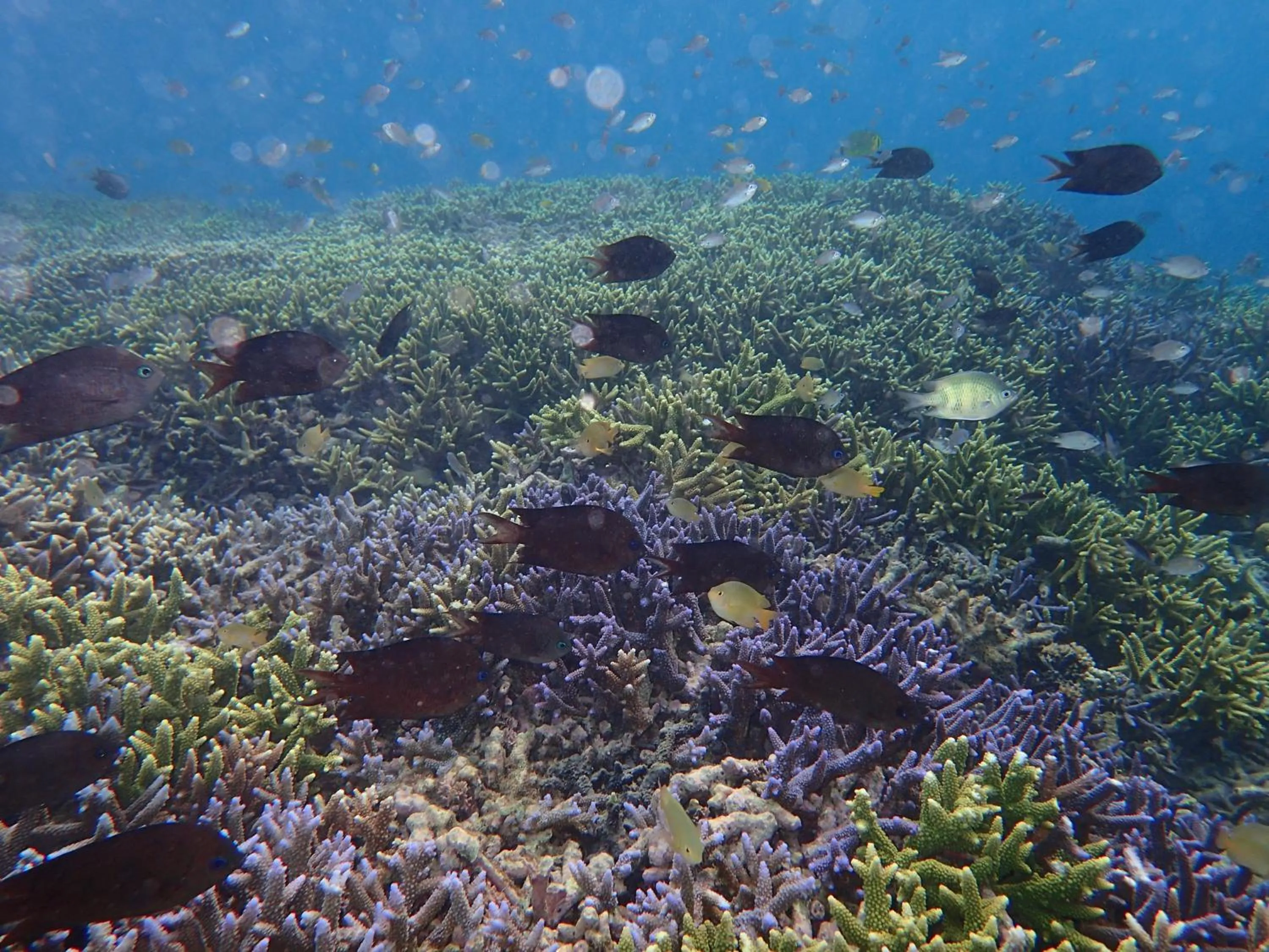 Area and facilities in Bidara Cottage