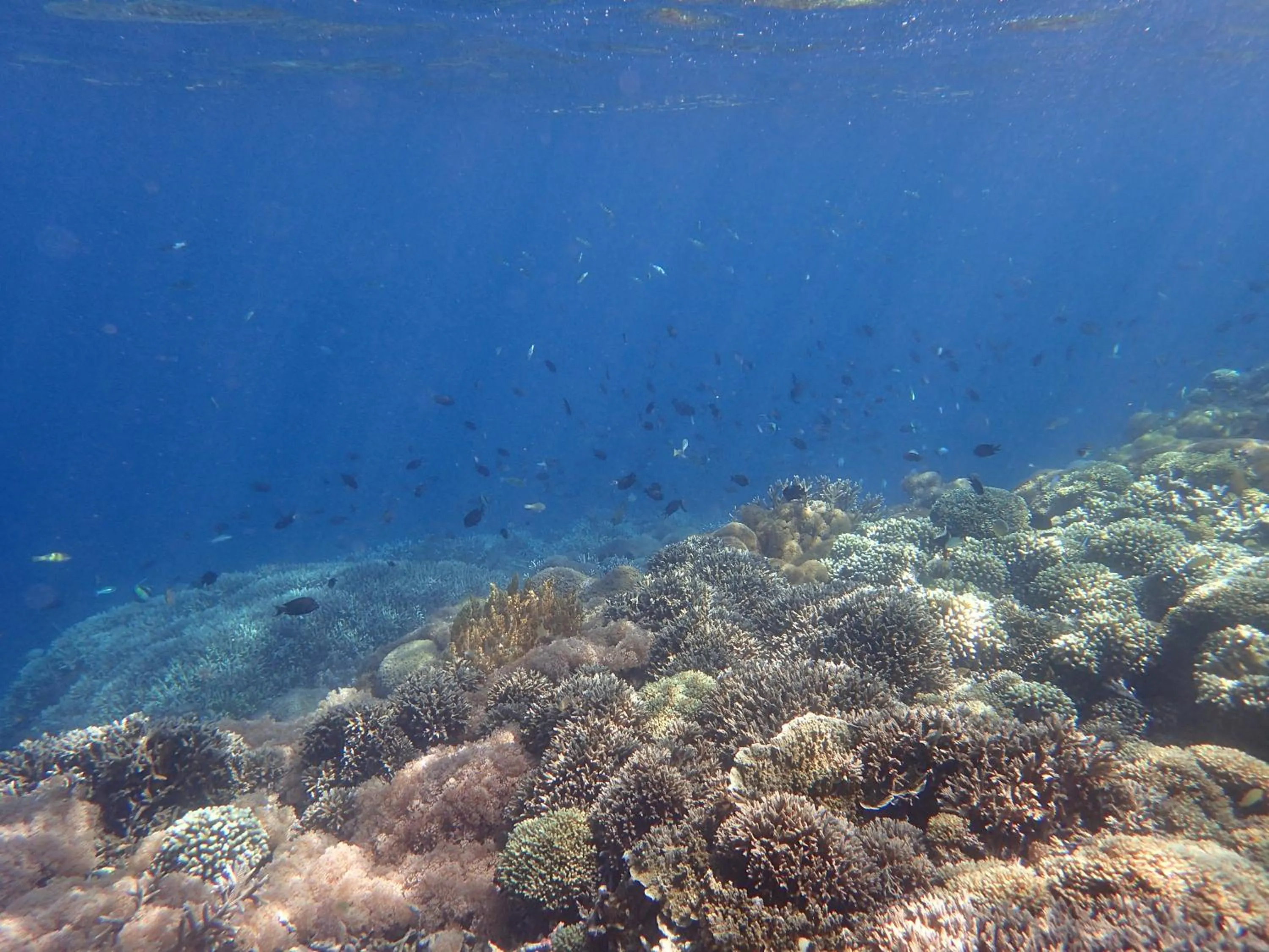 Area and facilities in Bidara Cottage