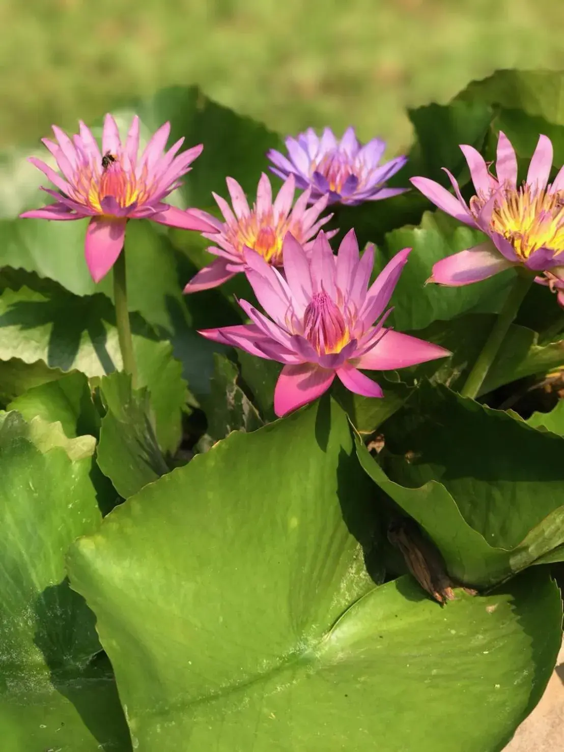 View (from property/room) in Wanathara Resort View (from property/room) in Wanathara Resort