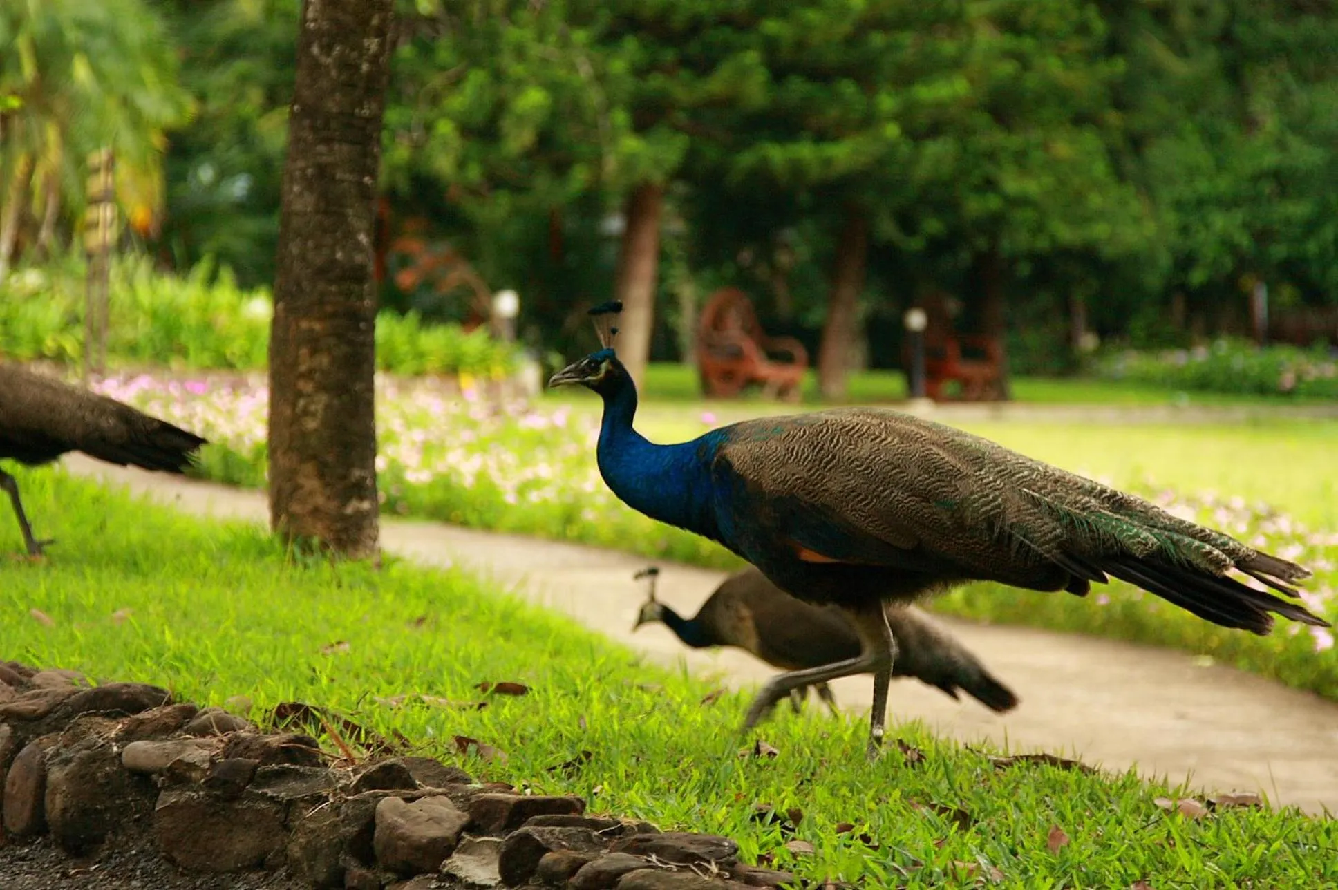 Natural landscape in Wanathara Resort