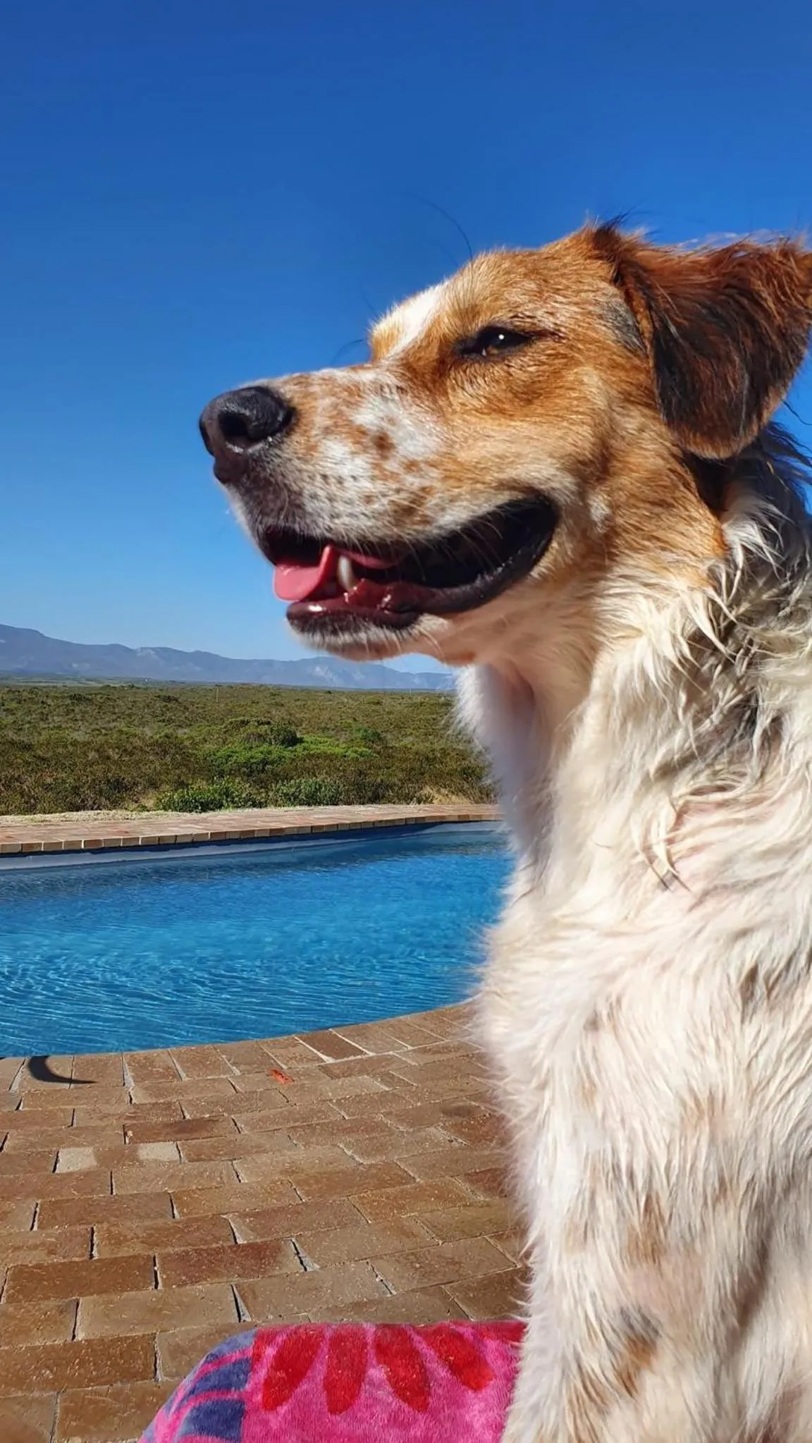 Pets in Fairhill Nature Reserve and Guest House
