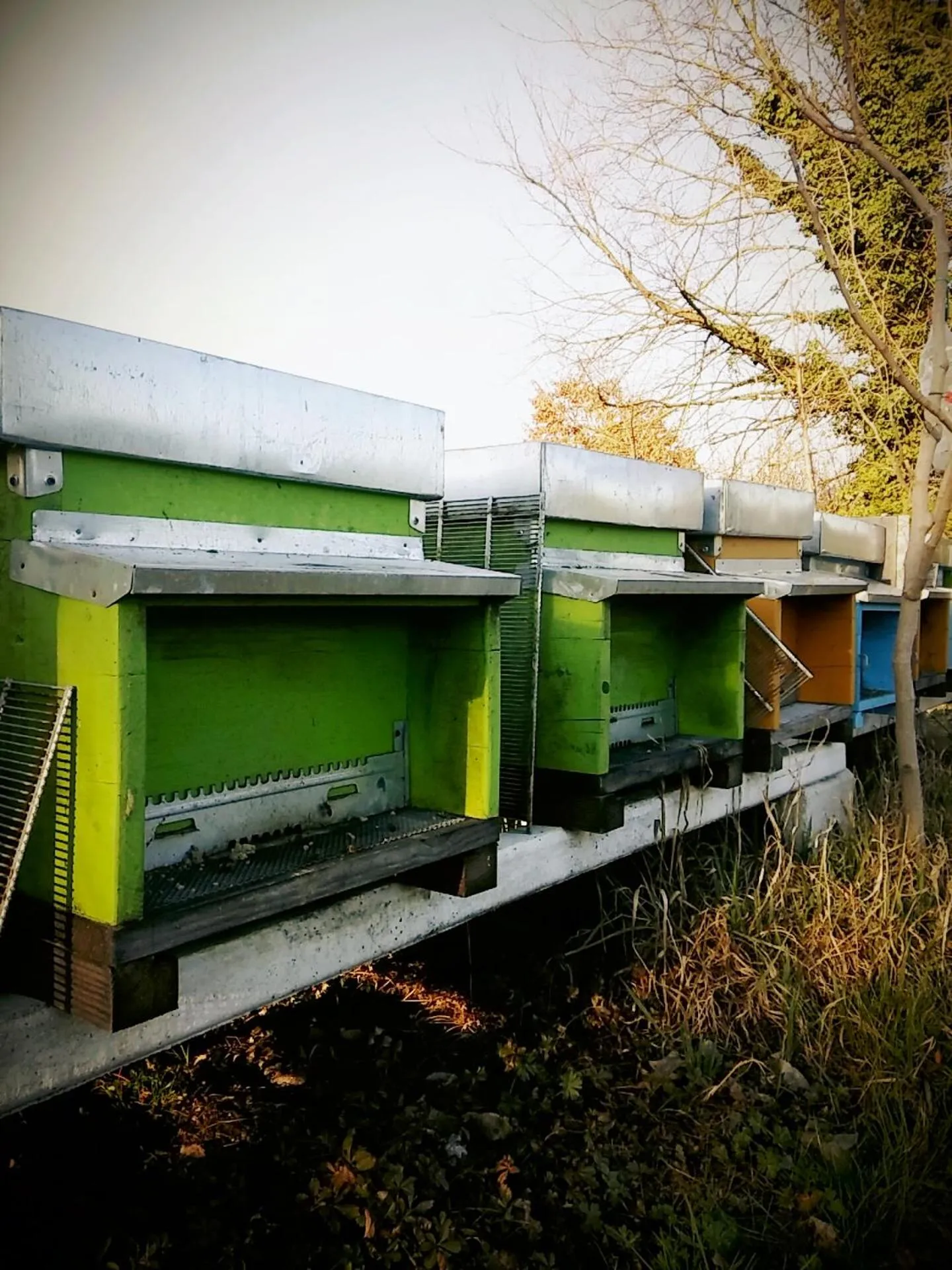 Animals in Agriturismo Honey Farm