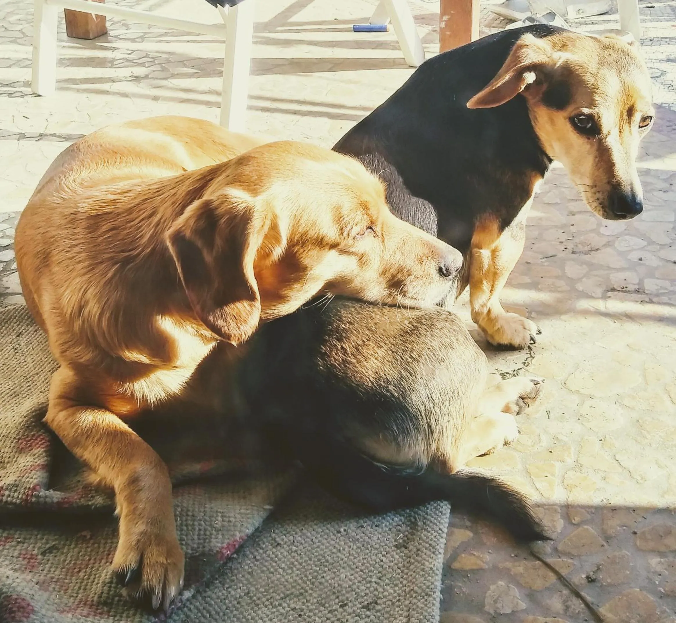 Pets in Agriturismo Honey Farm