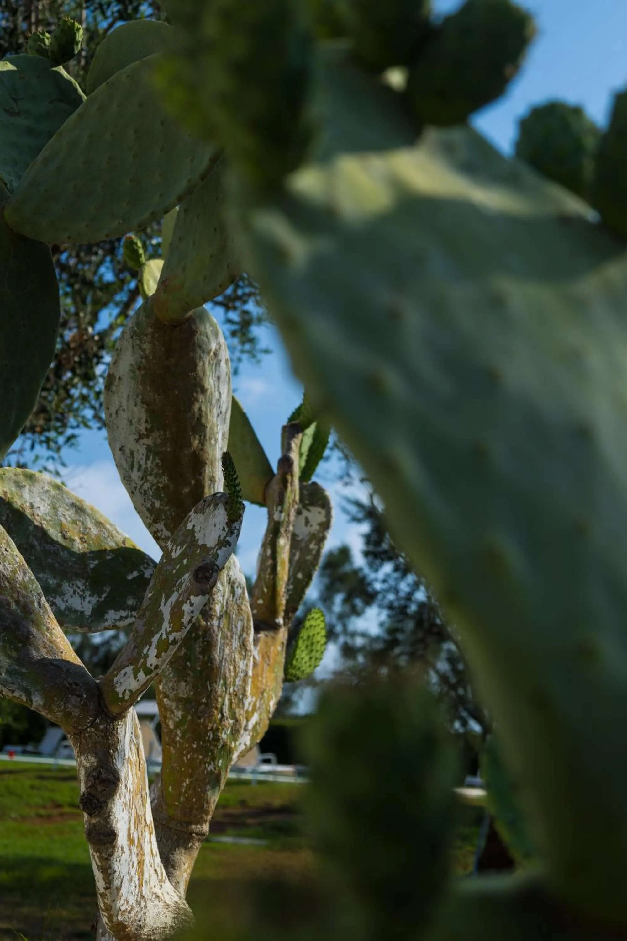 Garden in Masseria Monache