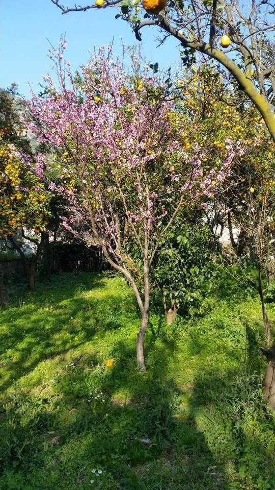 Children play ground in Villino L'Aranceto Sorrentino