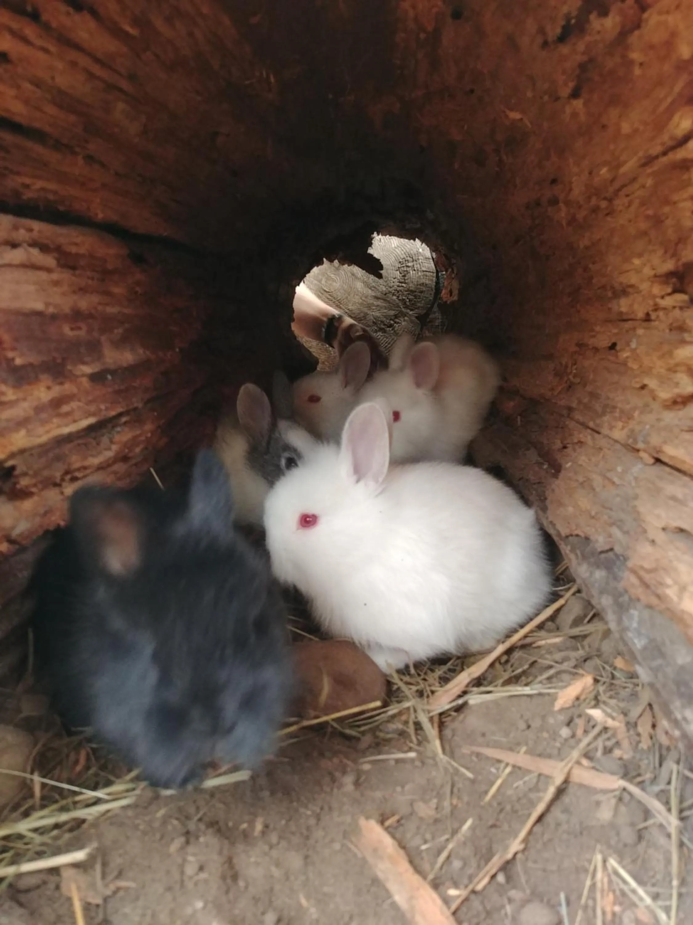 Animals in Wolfwood Guest Ranch