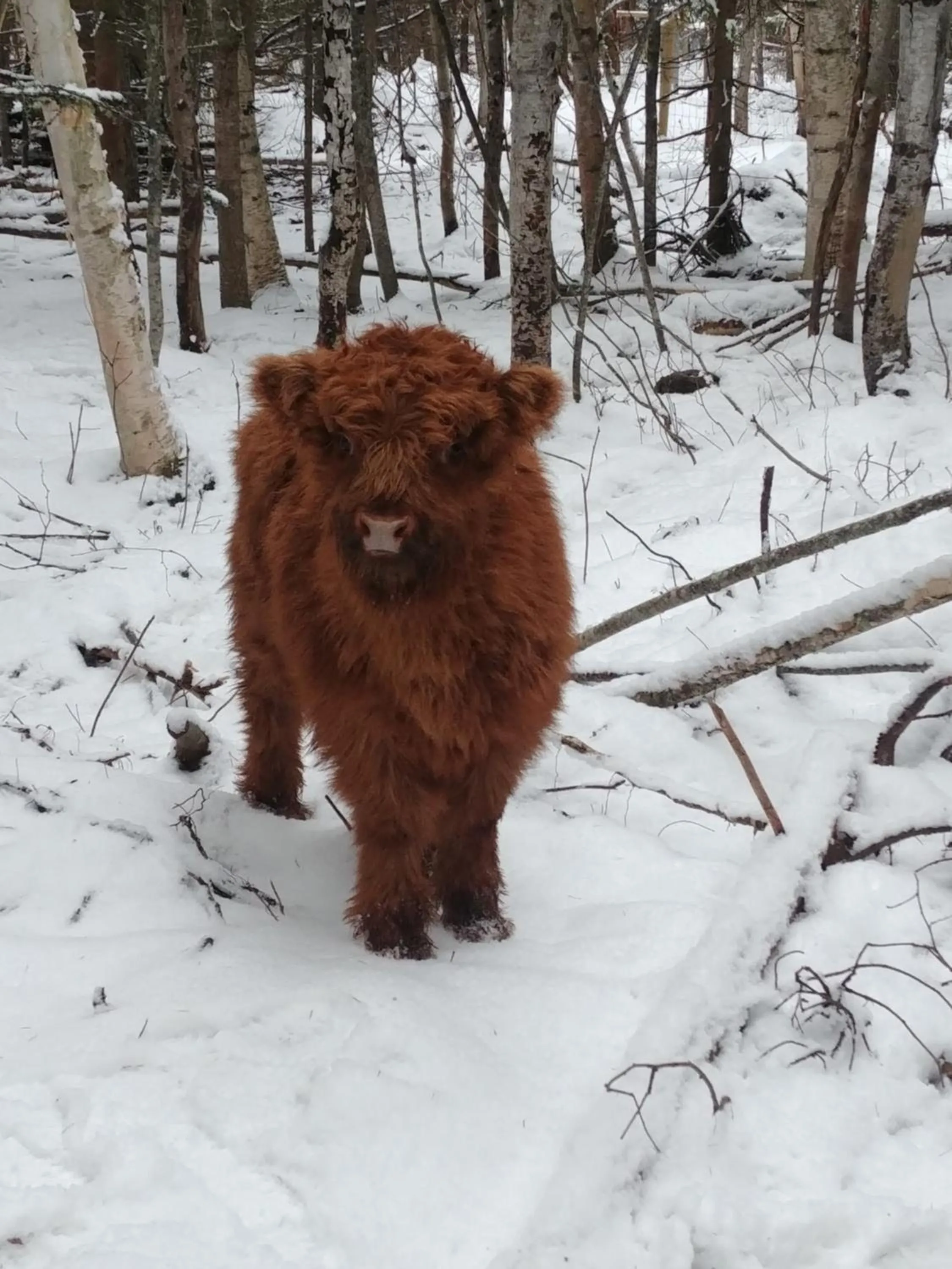 Animals in Wolfwood Guest Ranch