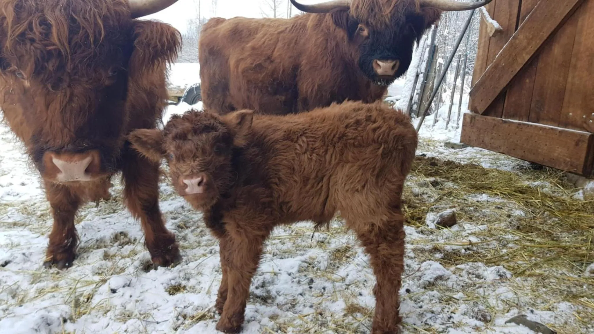 Animals in Wolfwood Guest Ranch