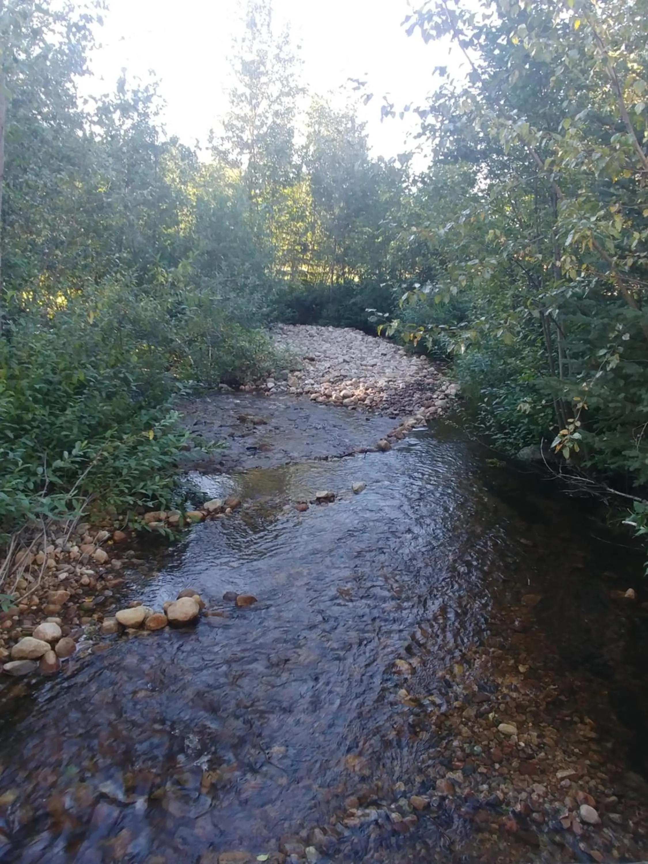 Natural landscape in Wolfwood Guest Ranch