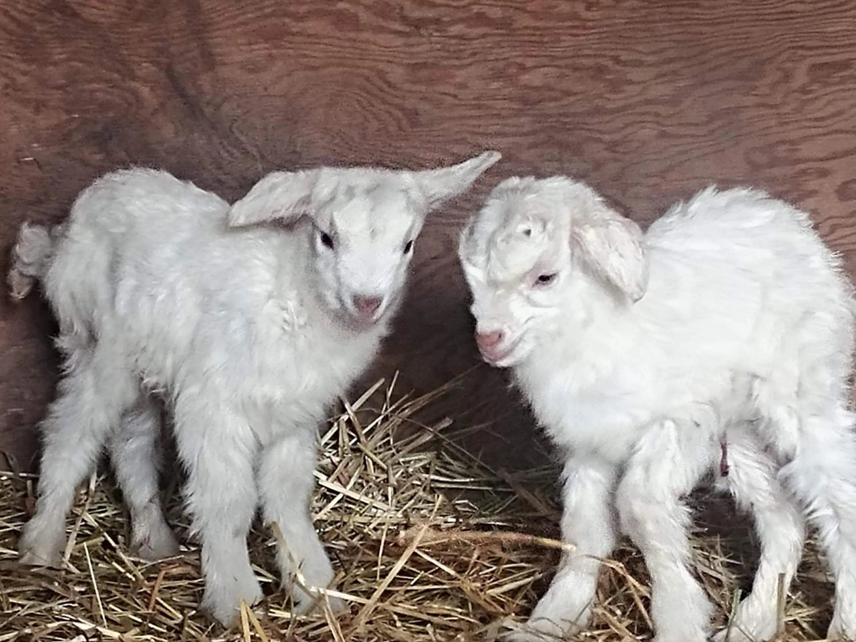 Animals in Wolfwood Guest Ranch
