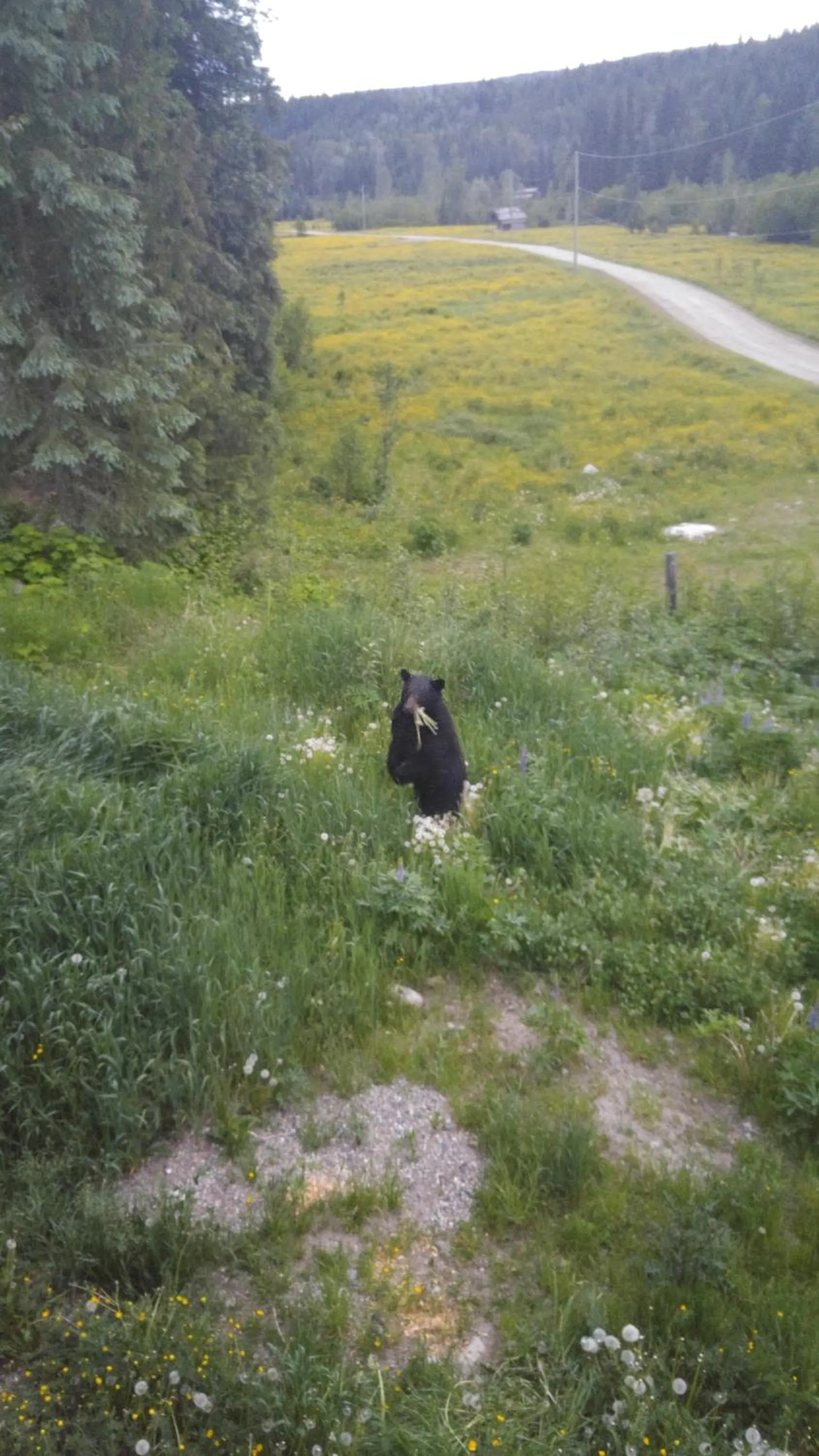 Animals in Wolfwood Guest Ranch