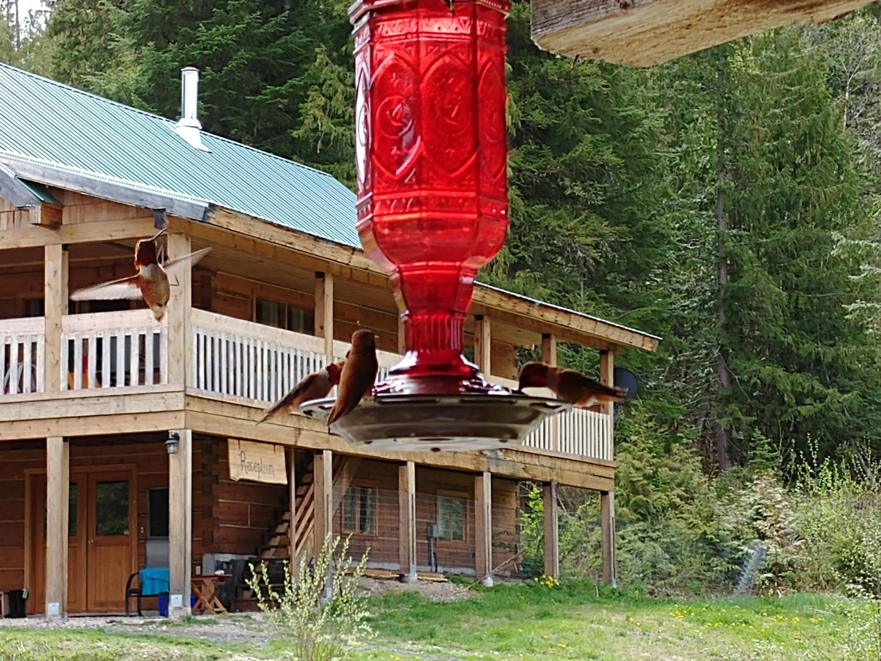 Natural landscape in Wolfwood Guest Ranch