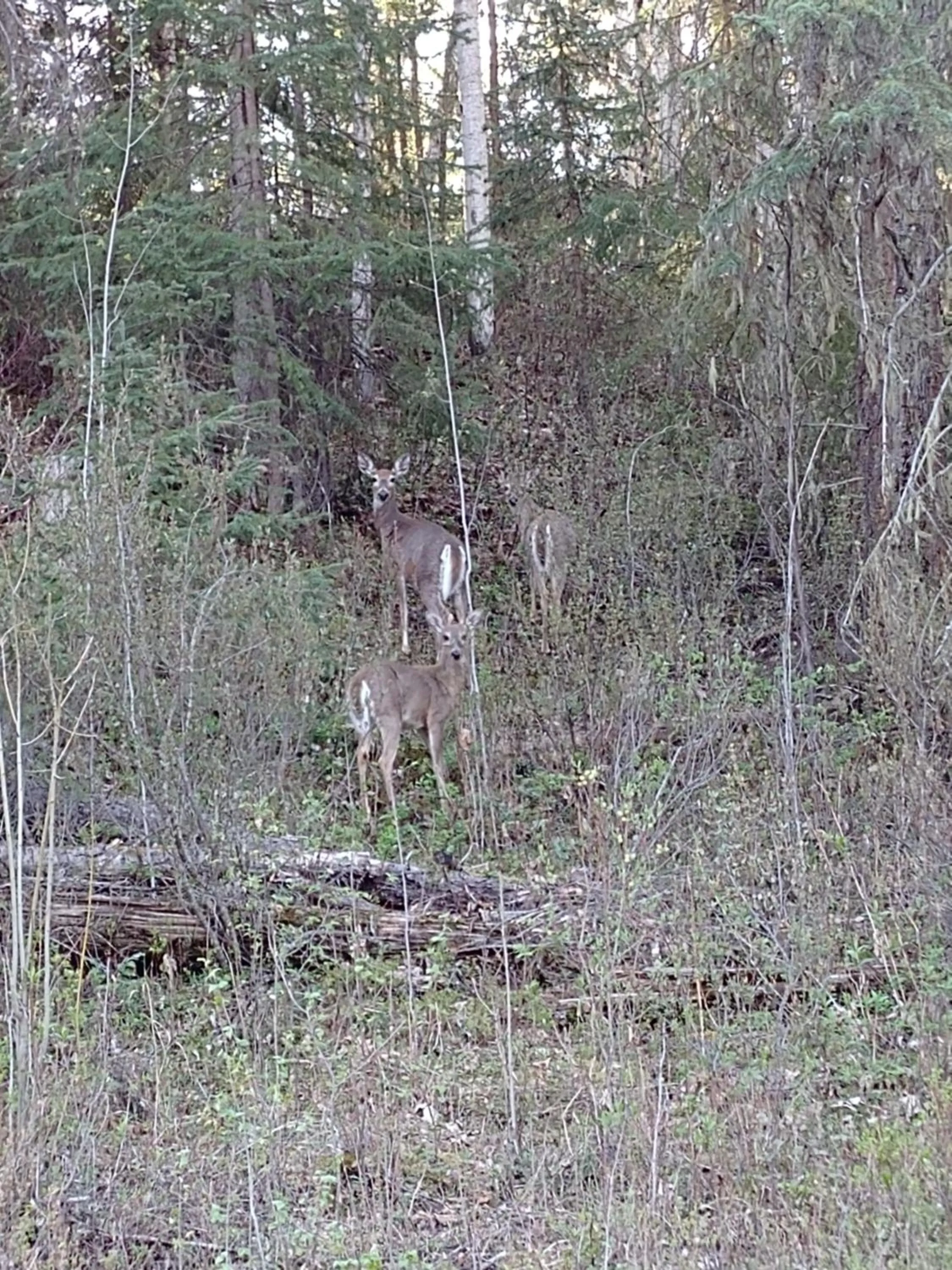 Natural landscape in Wolfwood Guest Ranch