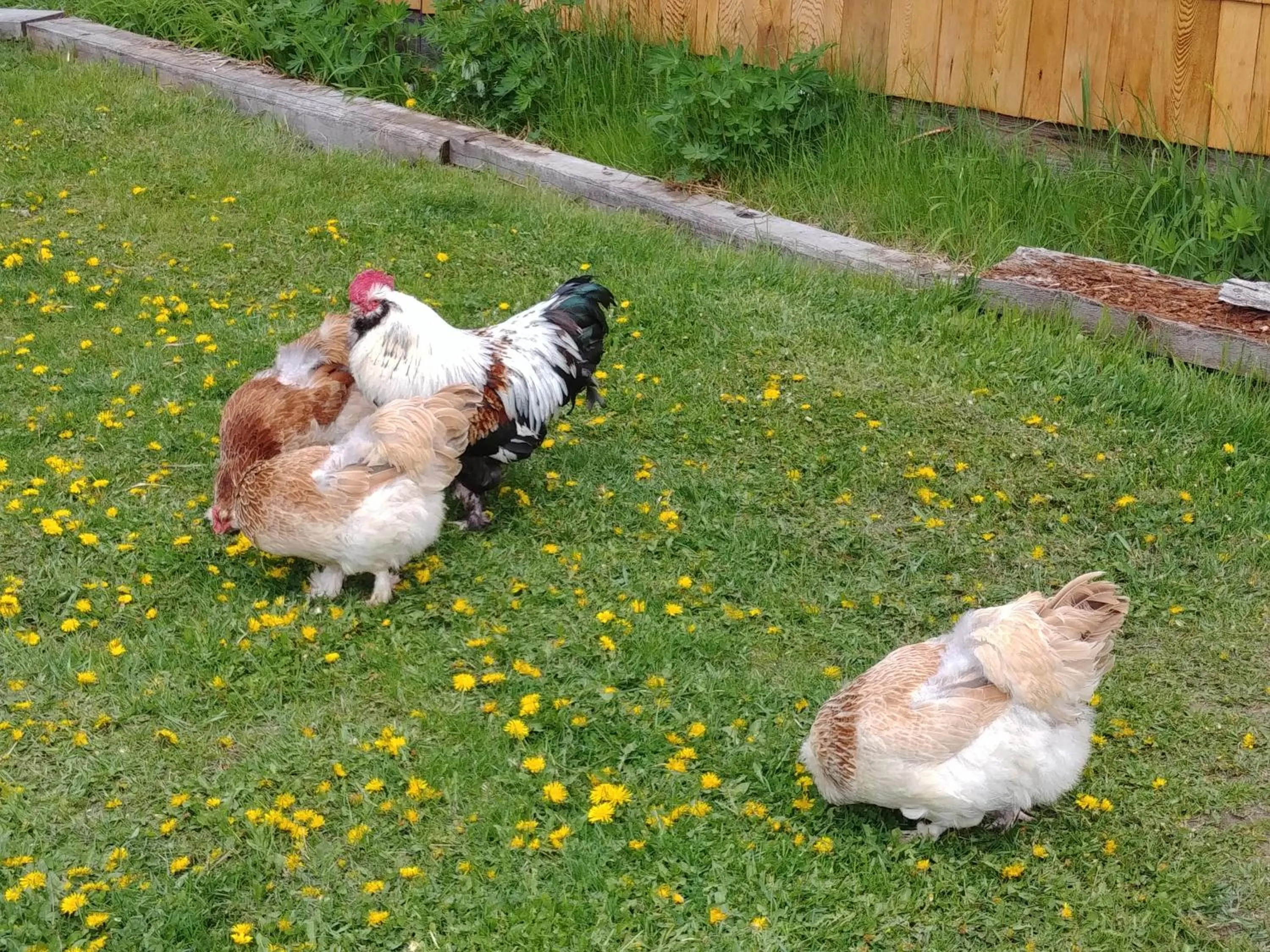 Animals in Wolfwood Guest Ranch