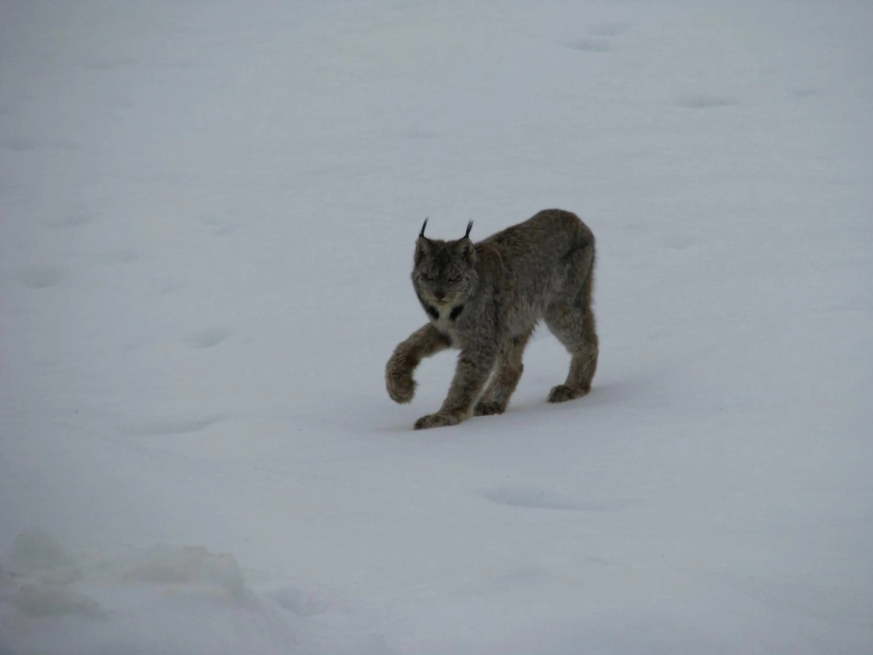Animals in Wolfwood Guest Ranch