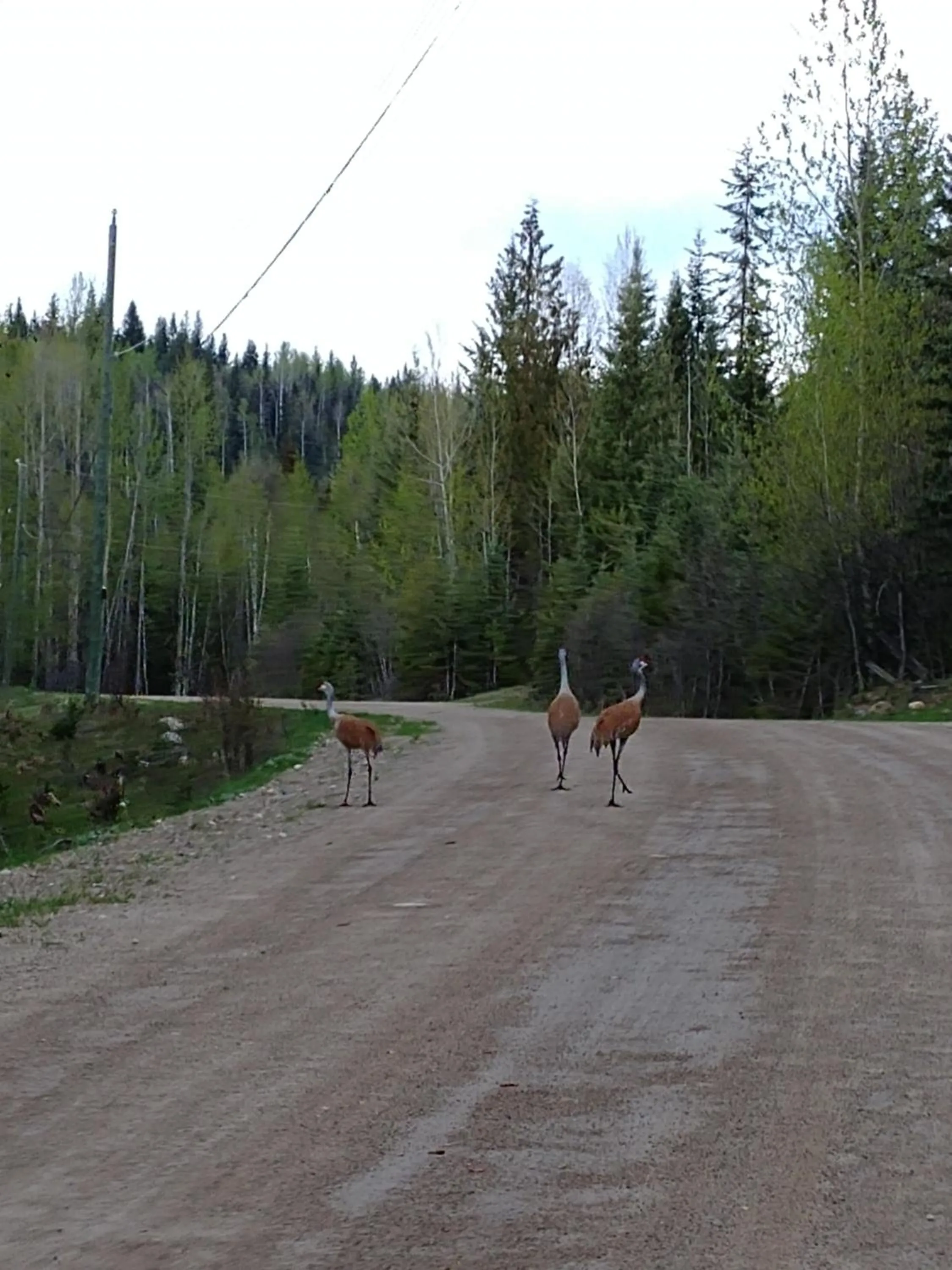Animals in Wolfwood Guest Ranch