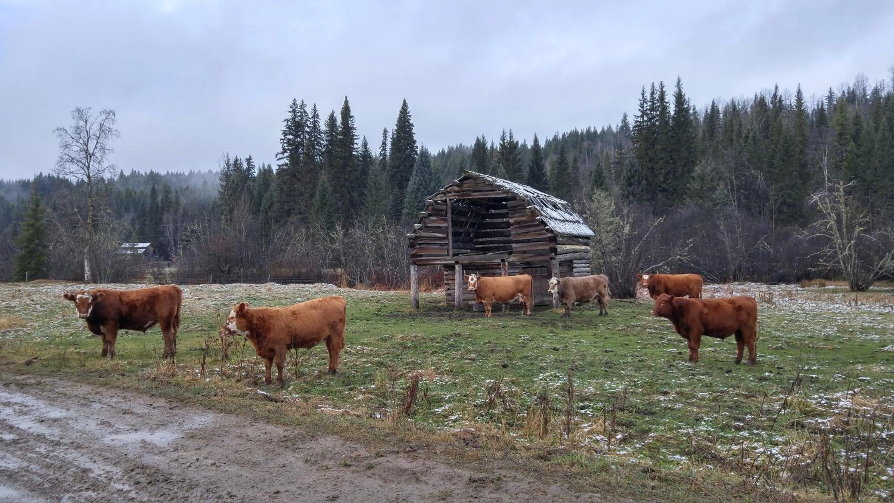 Animals in Wolfwood Guest Ranch