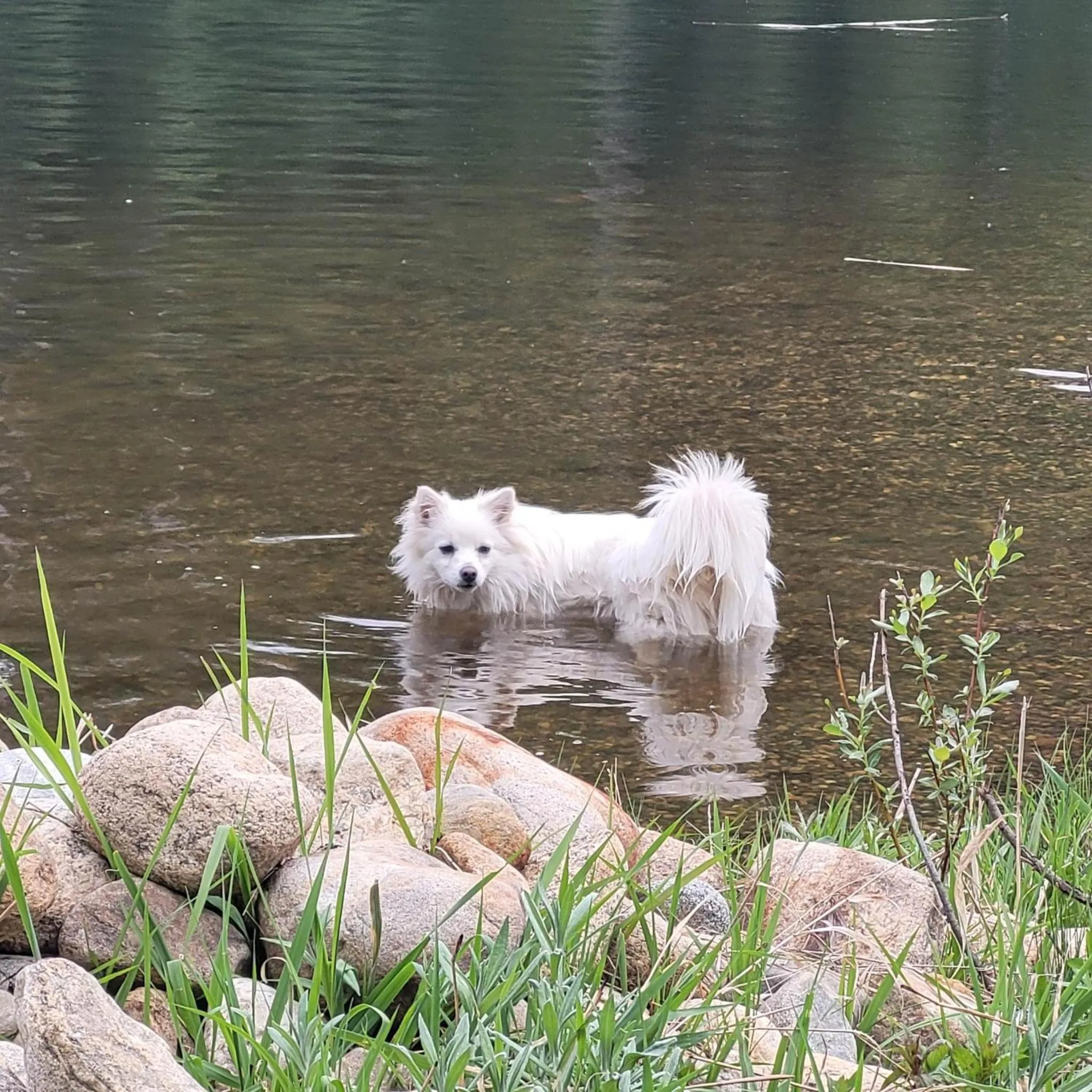 Pets in Wolfwood Guest Ranch