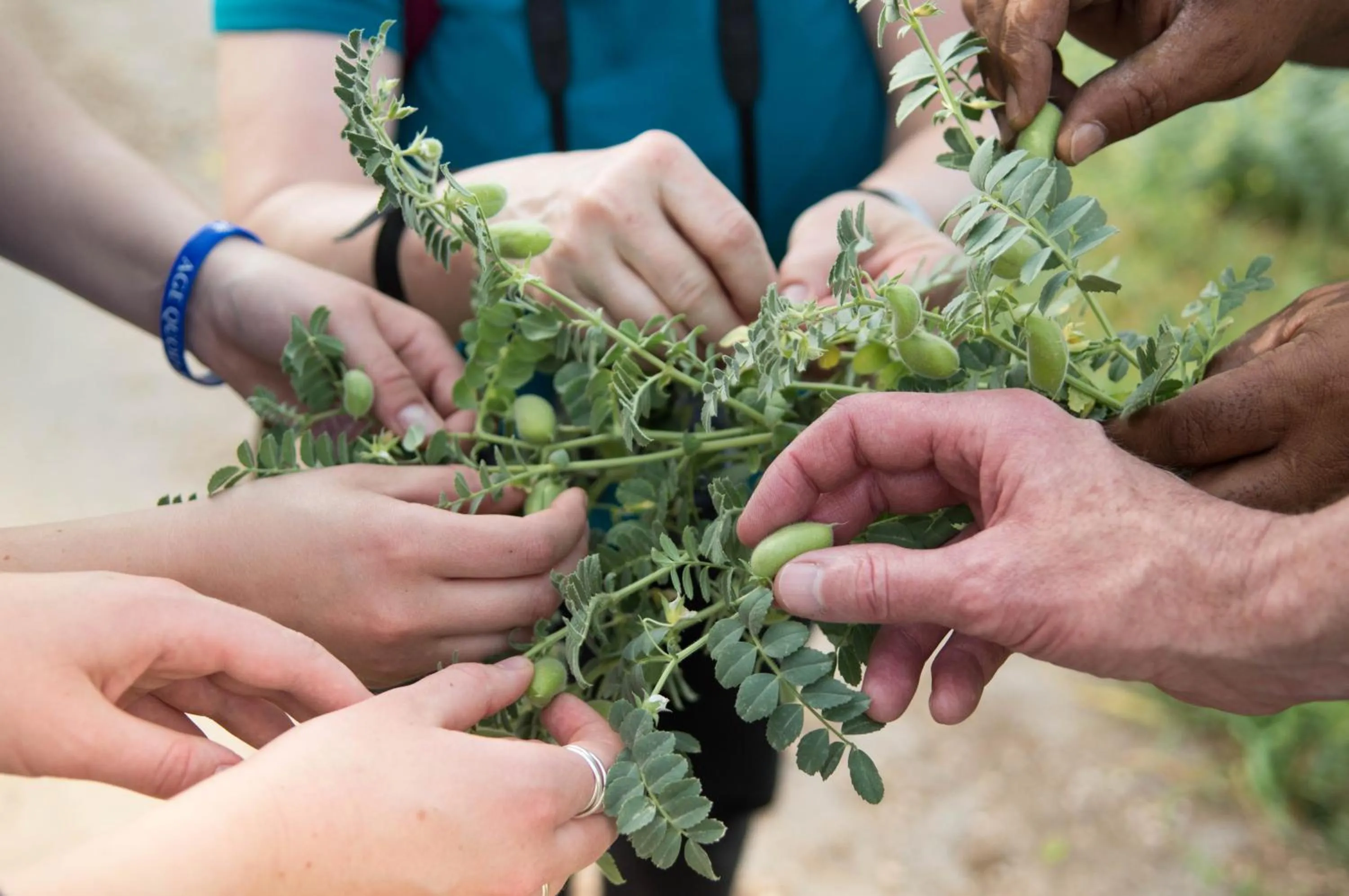 Natural landscape in Beit Al Baraka
