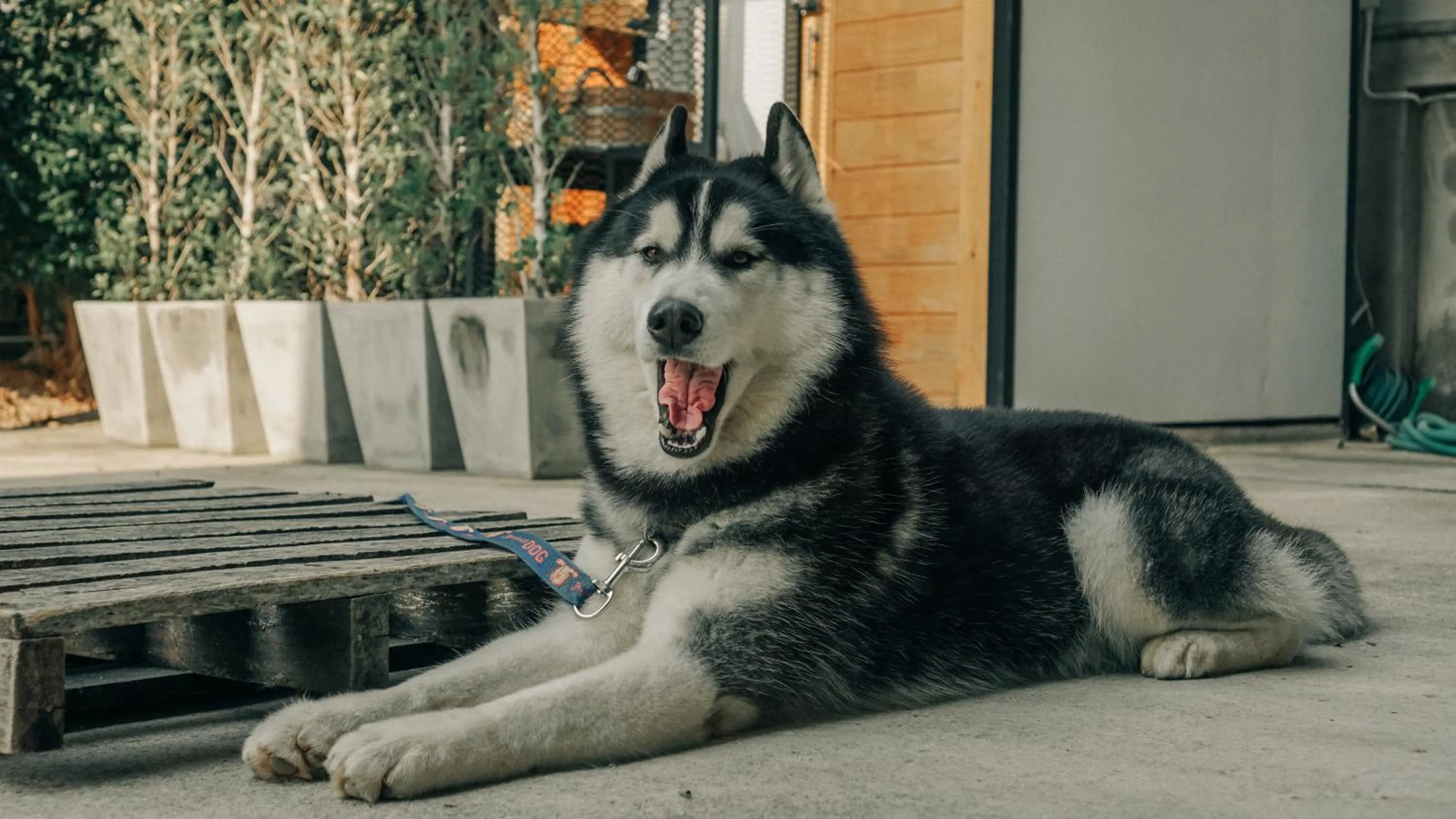 Pets in Karpenter Lampang