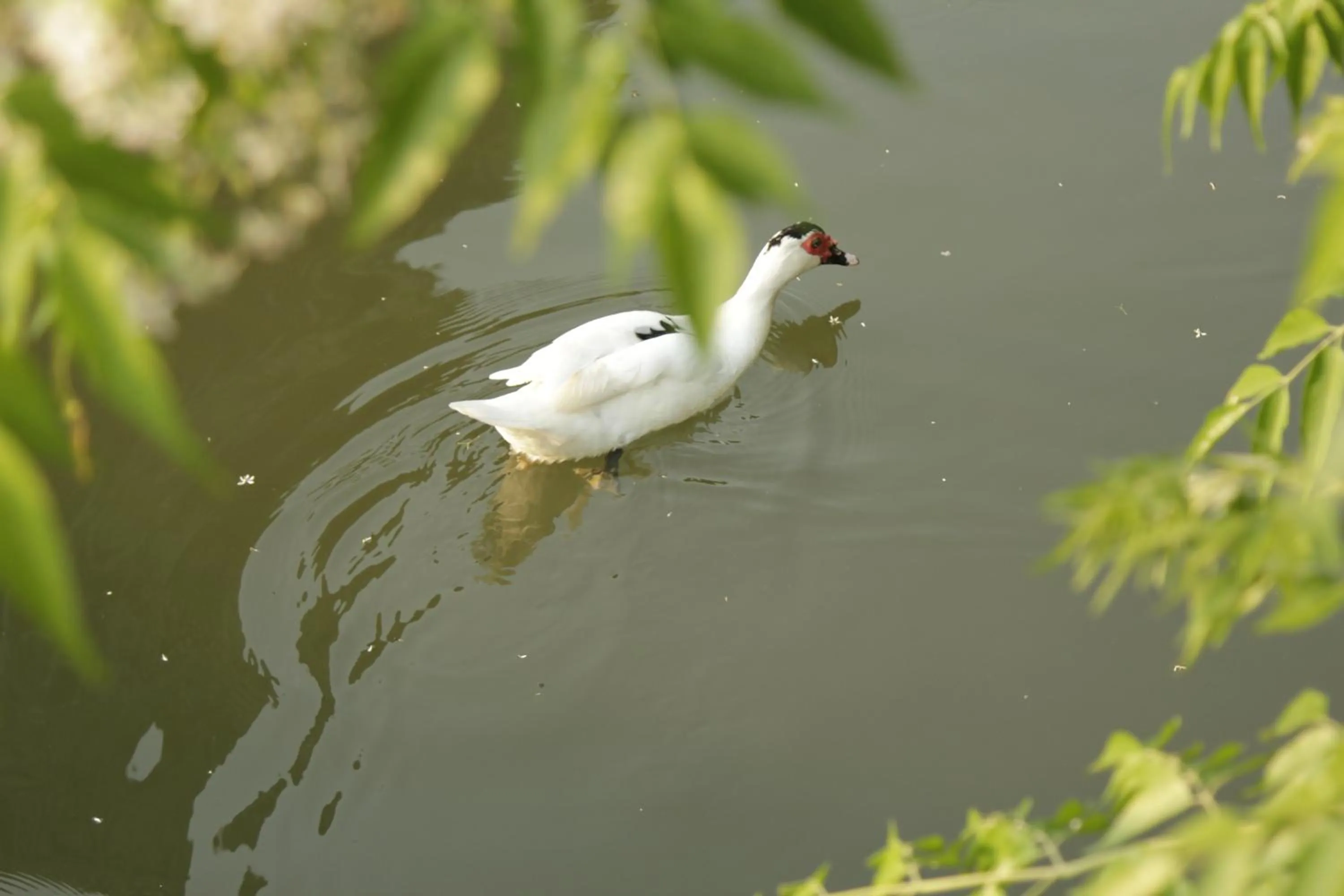 Animals in An Villa boutique resort