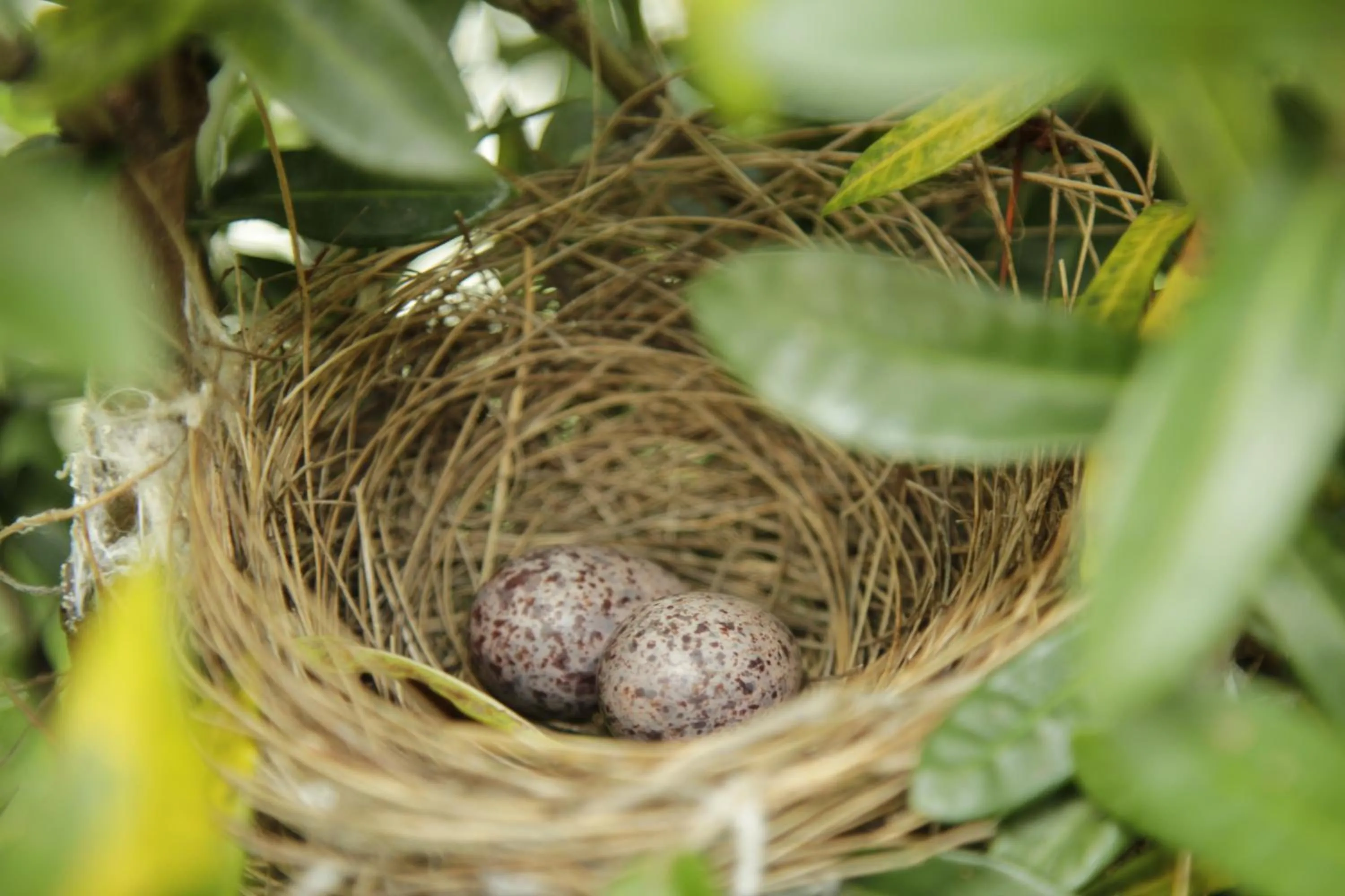 Garden in An Villa boutique resort
