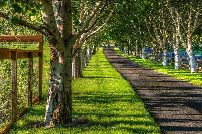 Summer in Abendblume